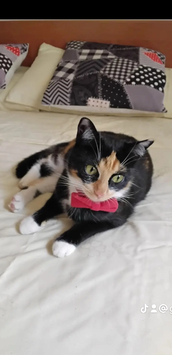 Nona - Paseo Marítim de Rafael de Casanova, Tarragona