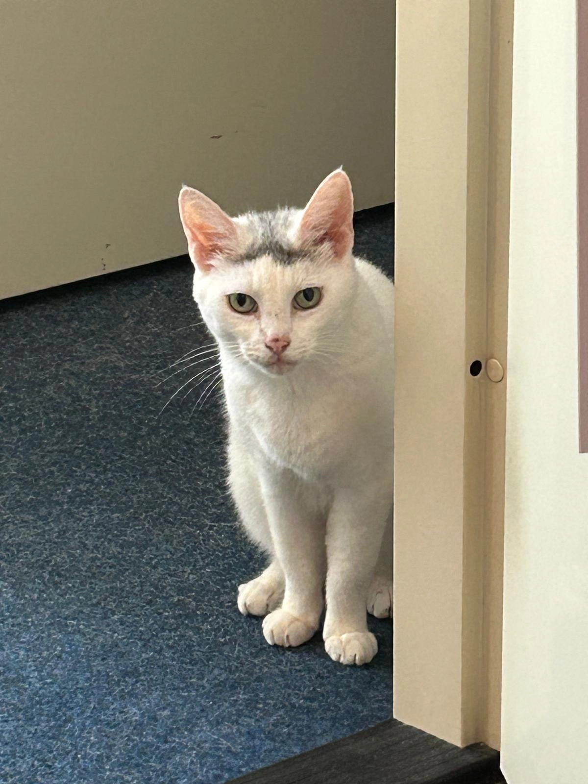 Minoes  - Holtienstraat, Hoogeveen