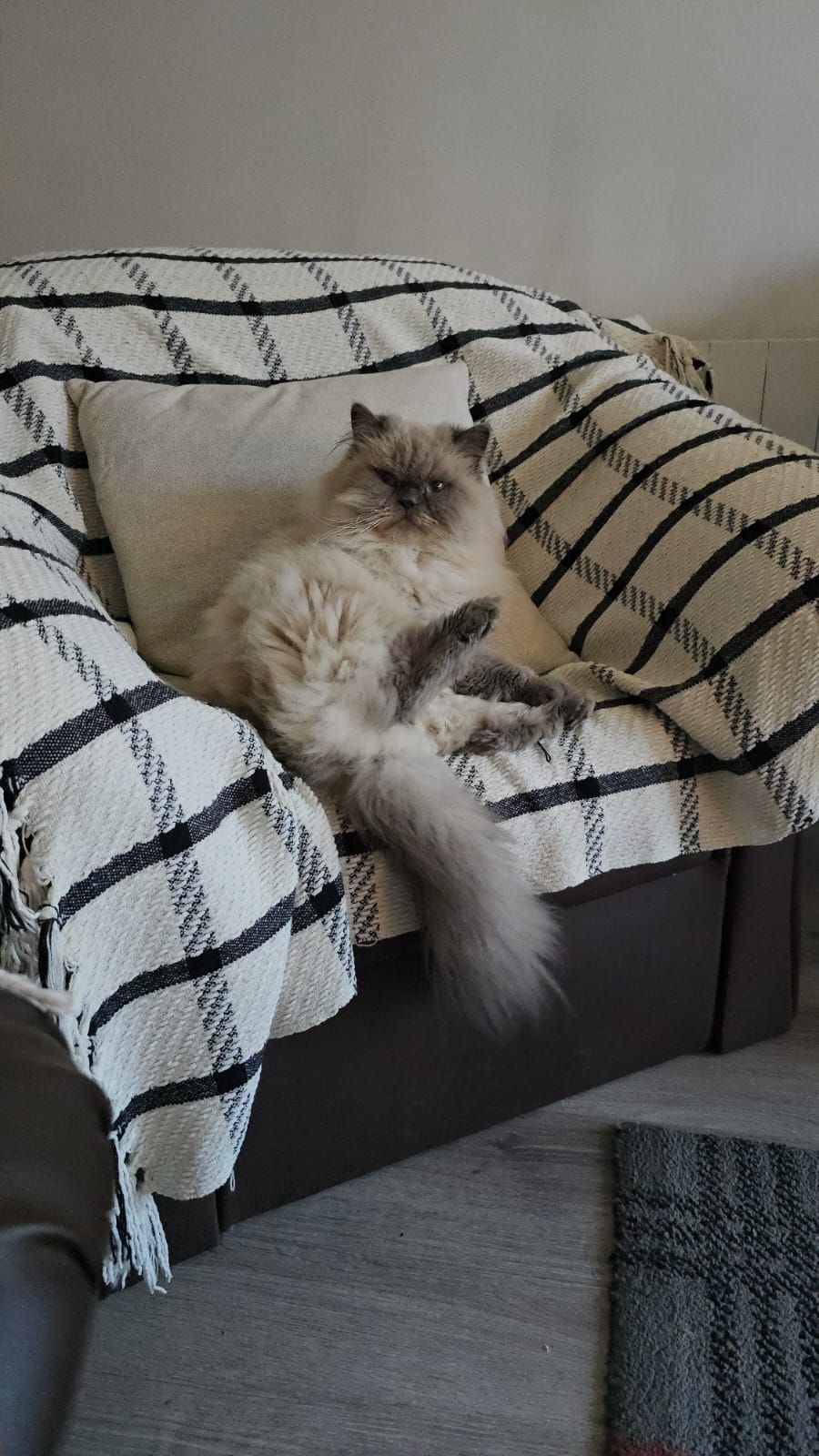 Lucas - Cloonacauneen, Claregalway , Galway 