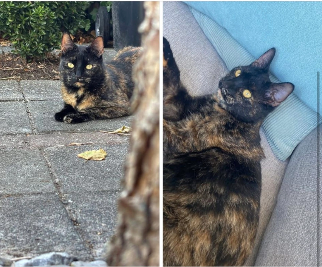 Poef - Middelzand, Julianadorp