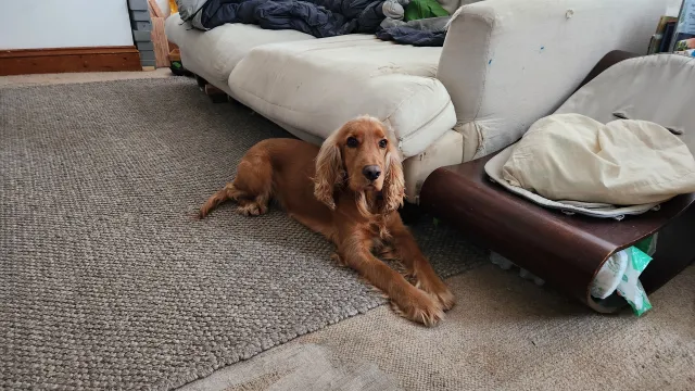 Leo - Blythwood Road, London