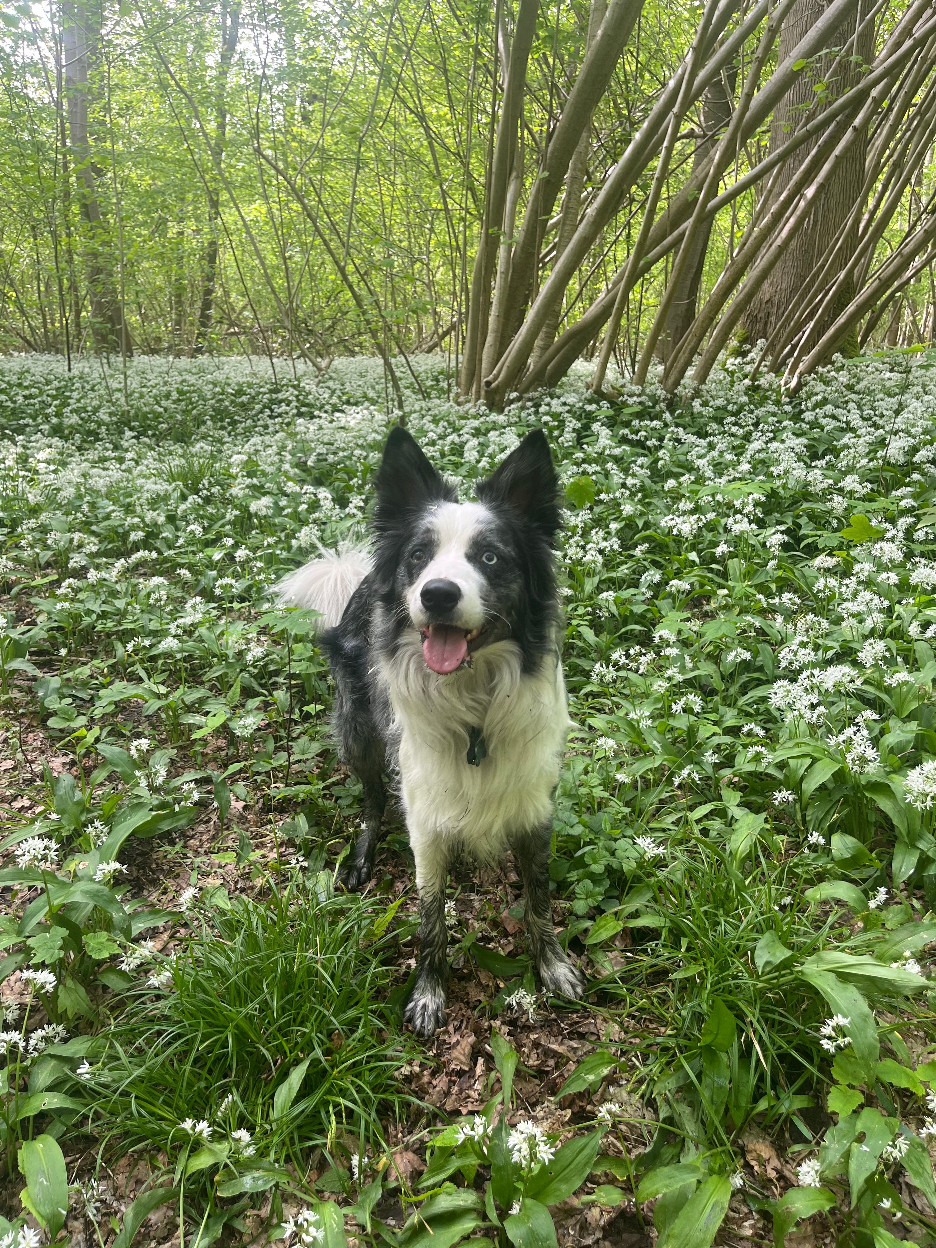 Leo - Rue Cachette Des Prés, Belœil