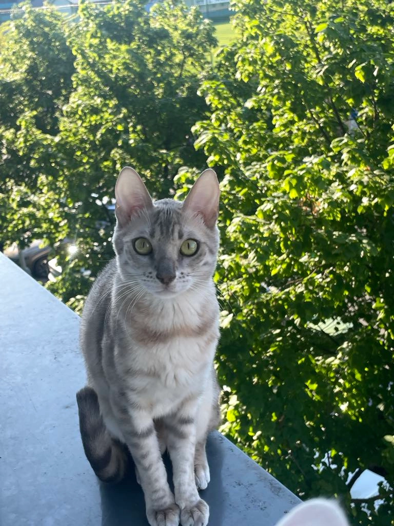 Merci - U průhonu 18, Praha