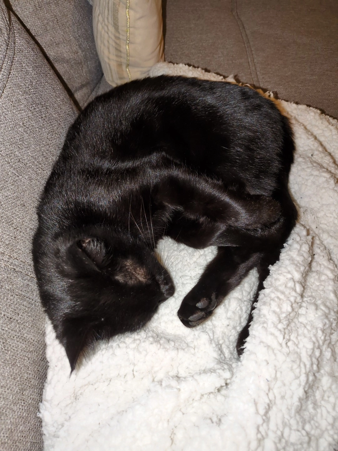 Plume - Le Gour neuf , Pazayac