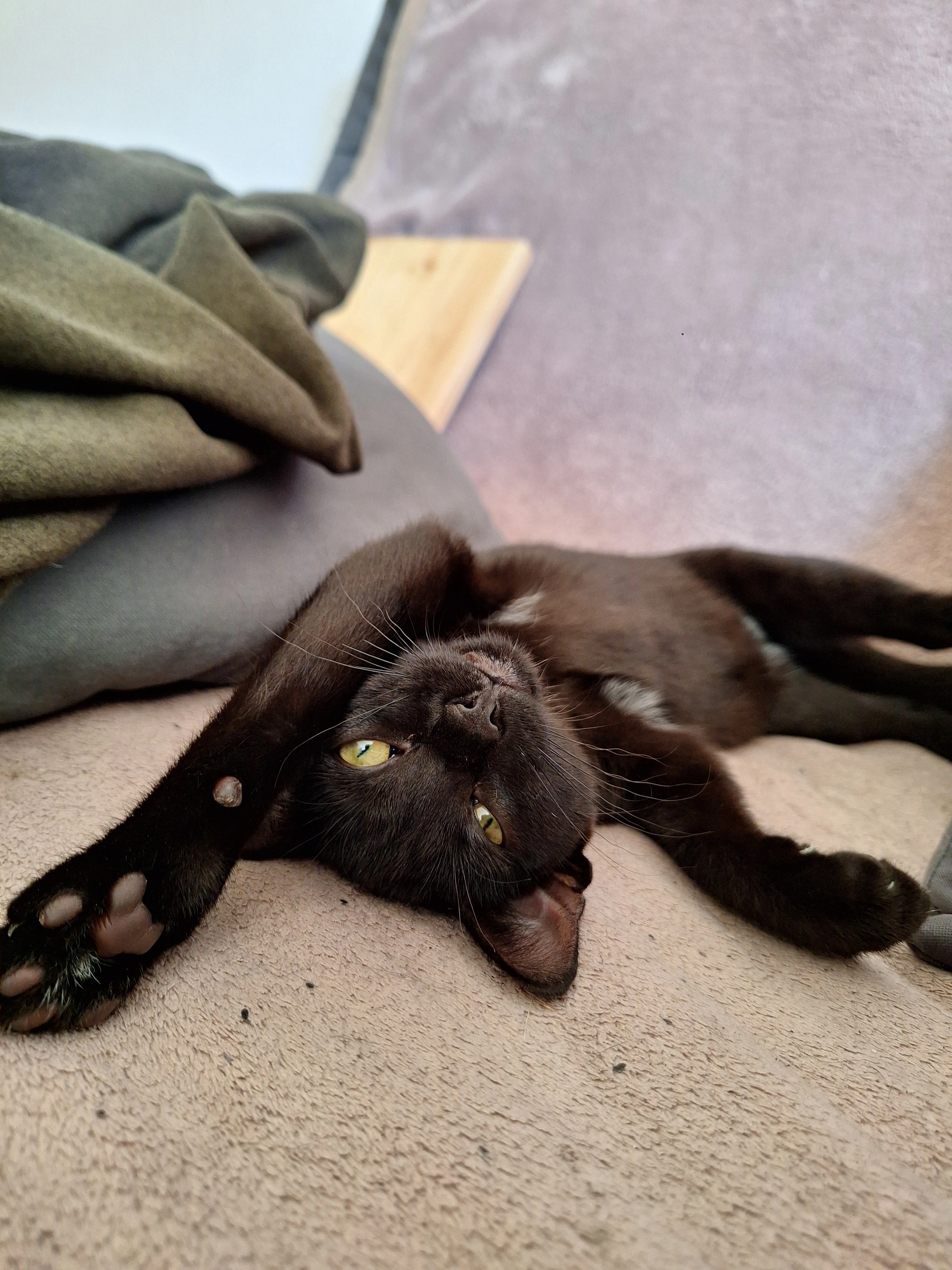 Lillith - Chemin de la Combe 4, Laténa