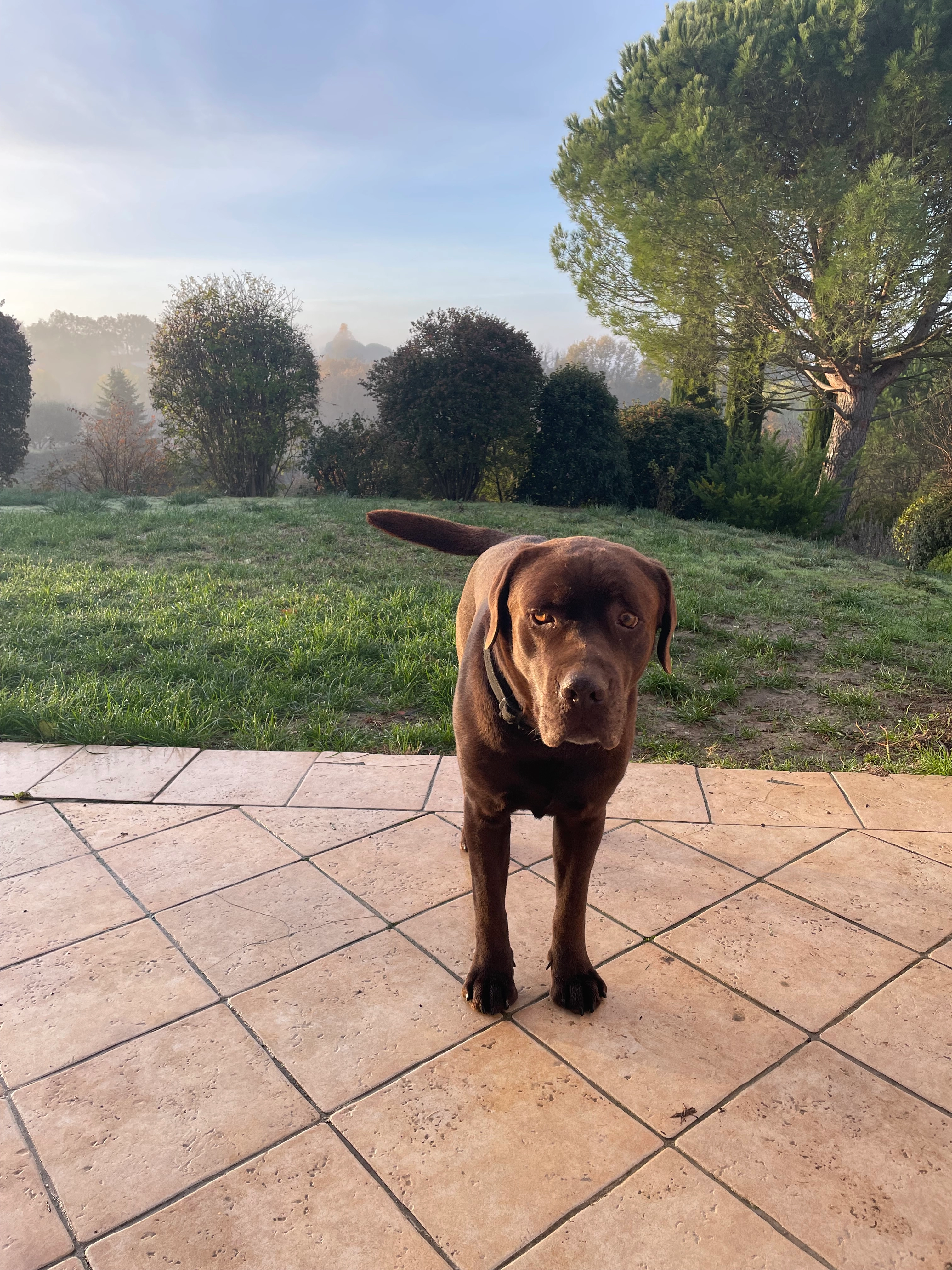 Mango  - Rue du Pastel, Pin-Balma