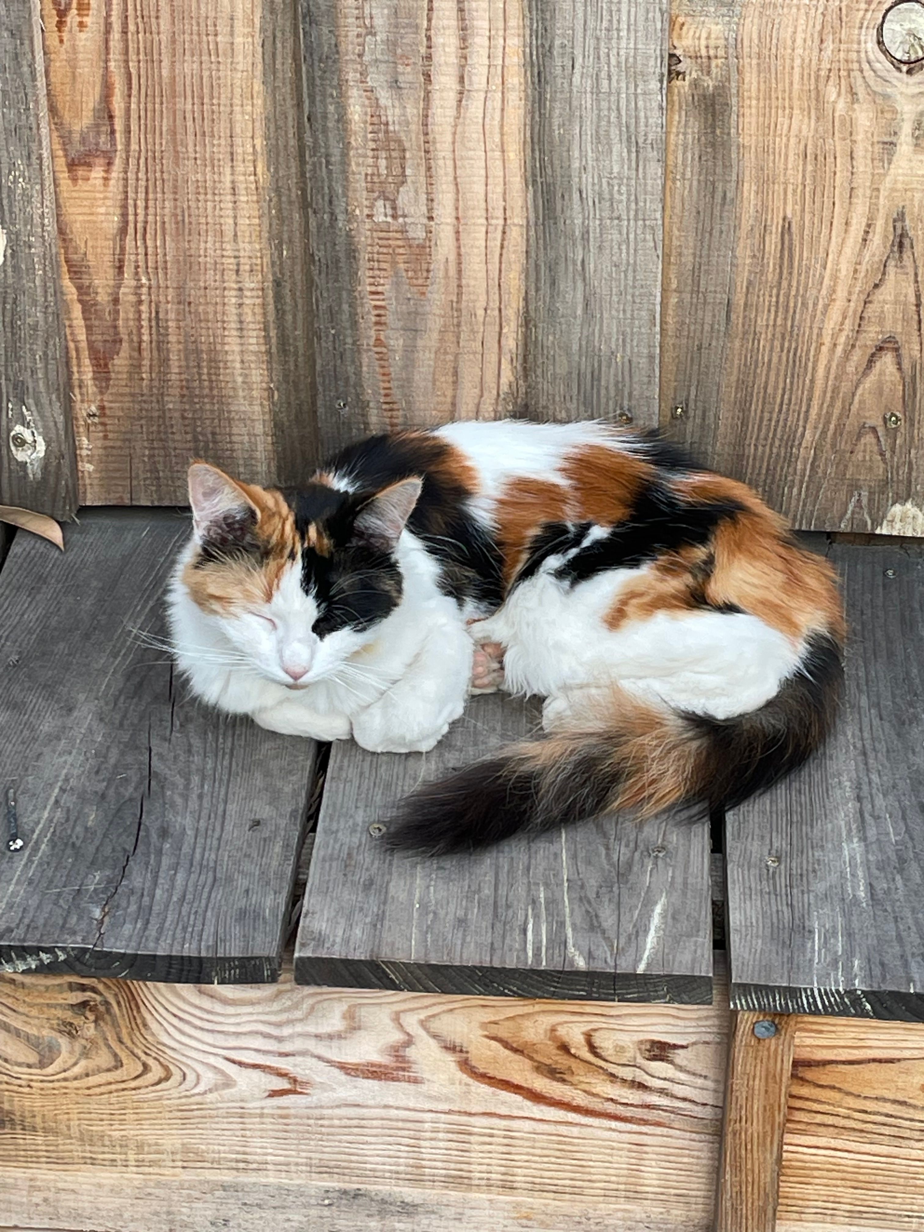 Mira - Rue De La Croix Galipeau, Poitiers