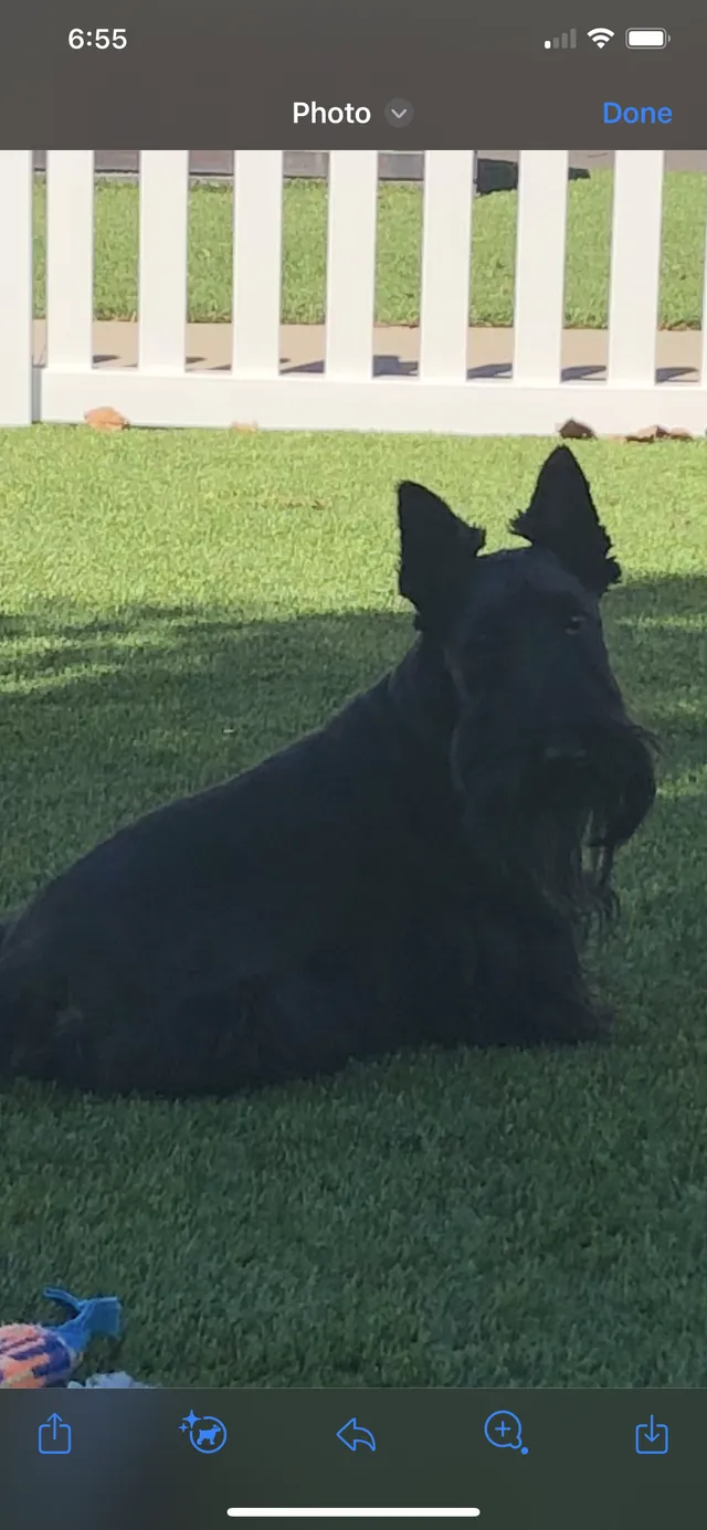 Black snauzer - 1417 Camelot Dr, Corona