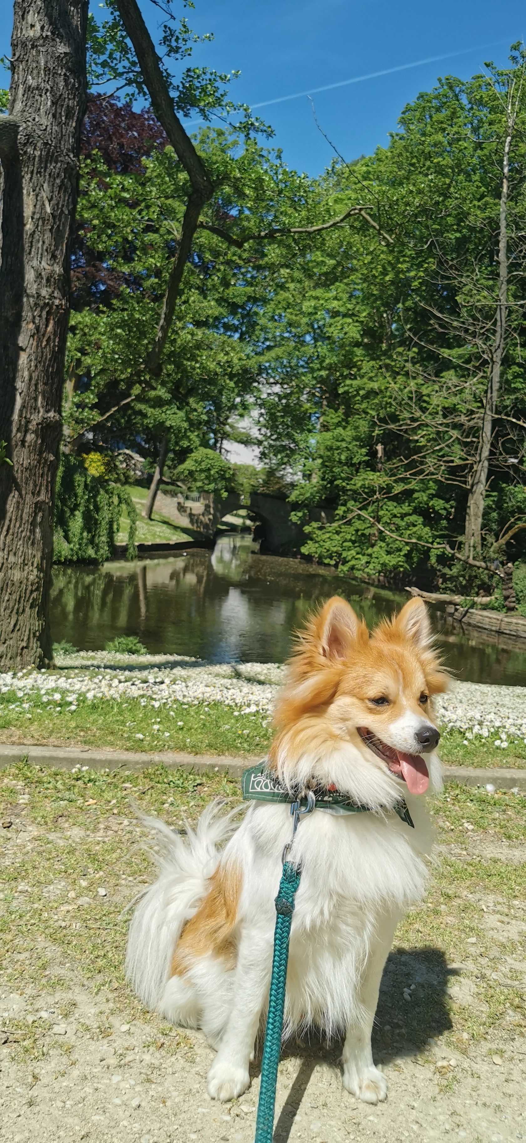 Kitsu - Rue Principale, Nassogne