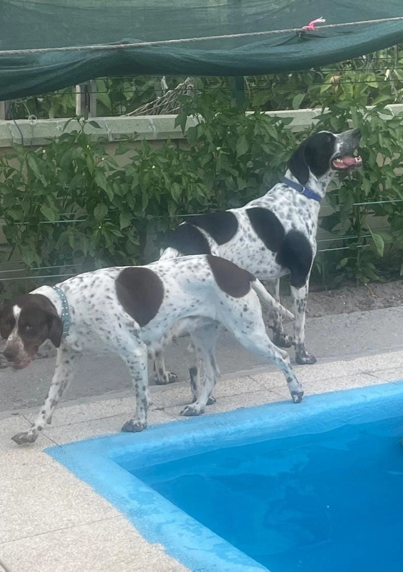 Sonka y Truko - Carretera del Apeadero el 29 mayo 2025, Traspinedo