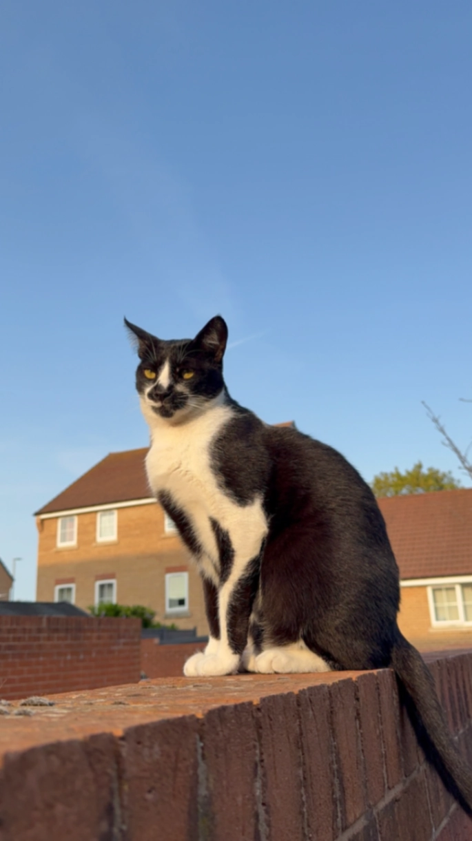 Charlie - Sellicks Road, Taunton