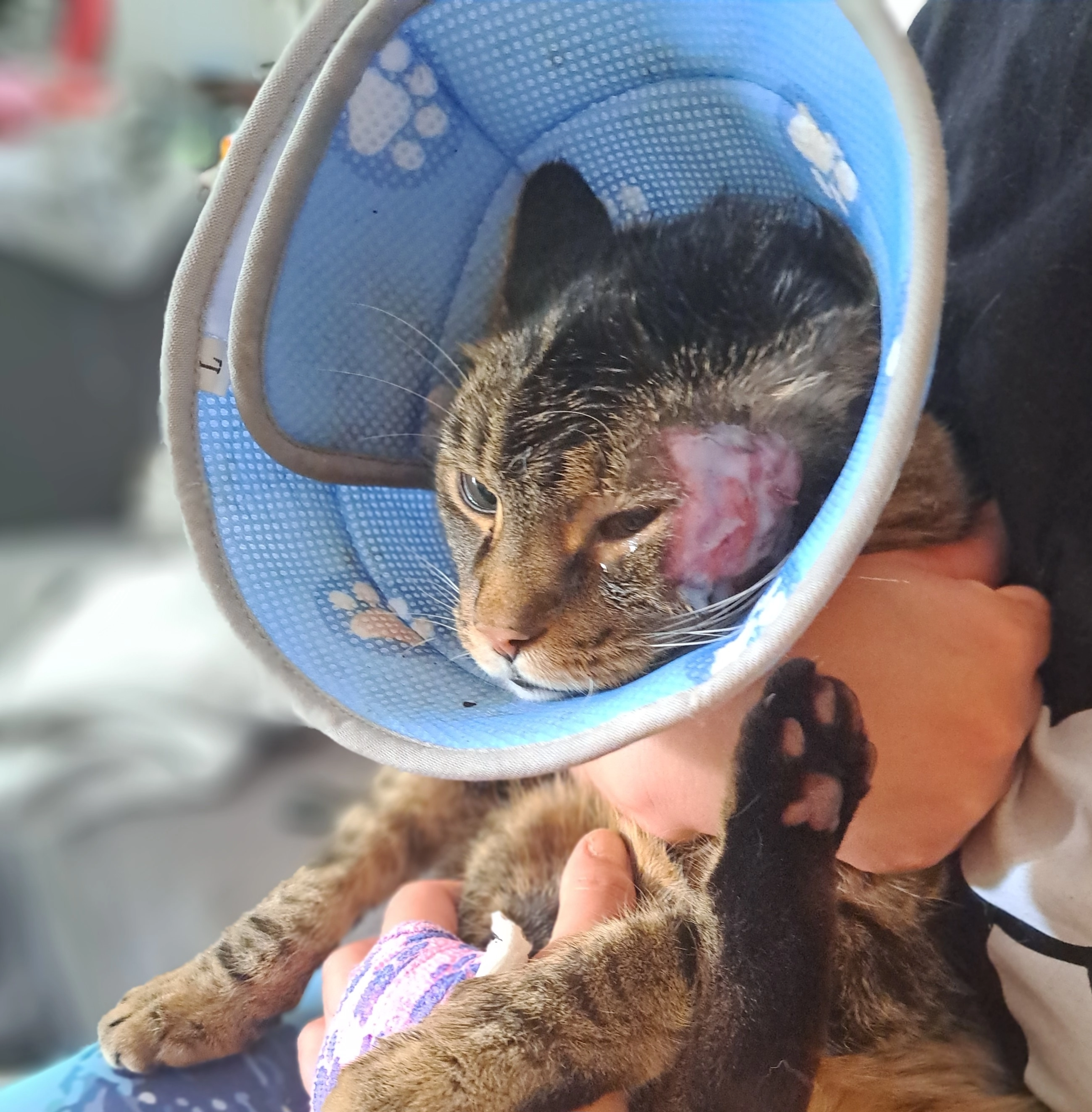 Nico  - Fritz-Meyer-Weg, München