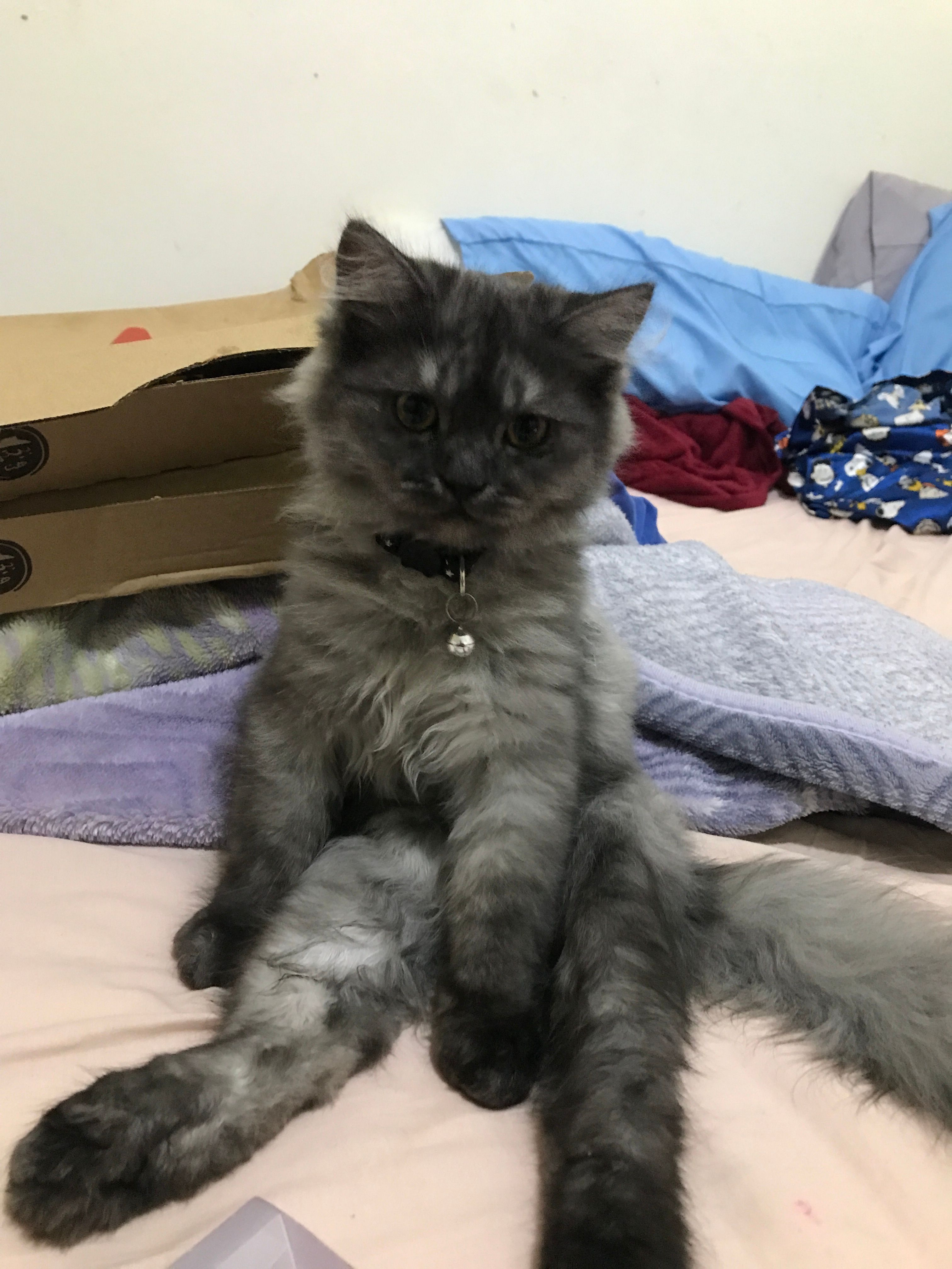 Luka - Maydan Dasman, Sharq