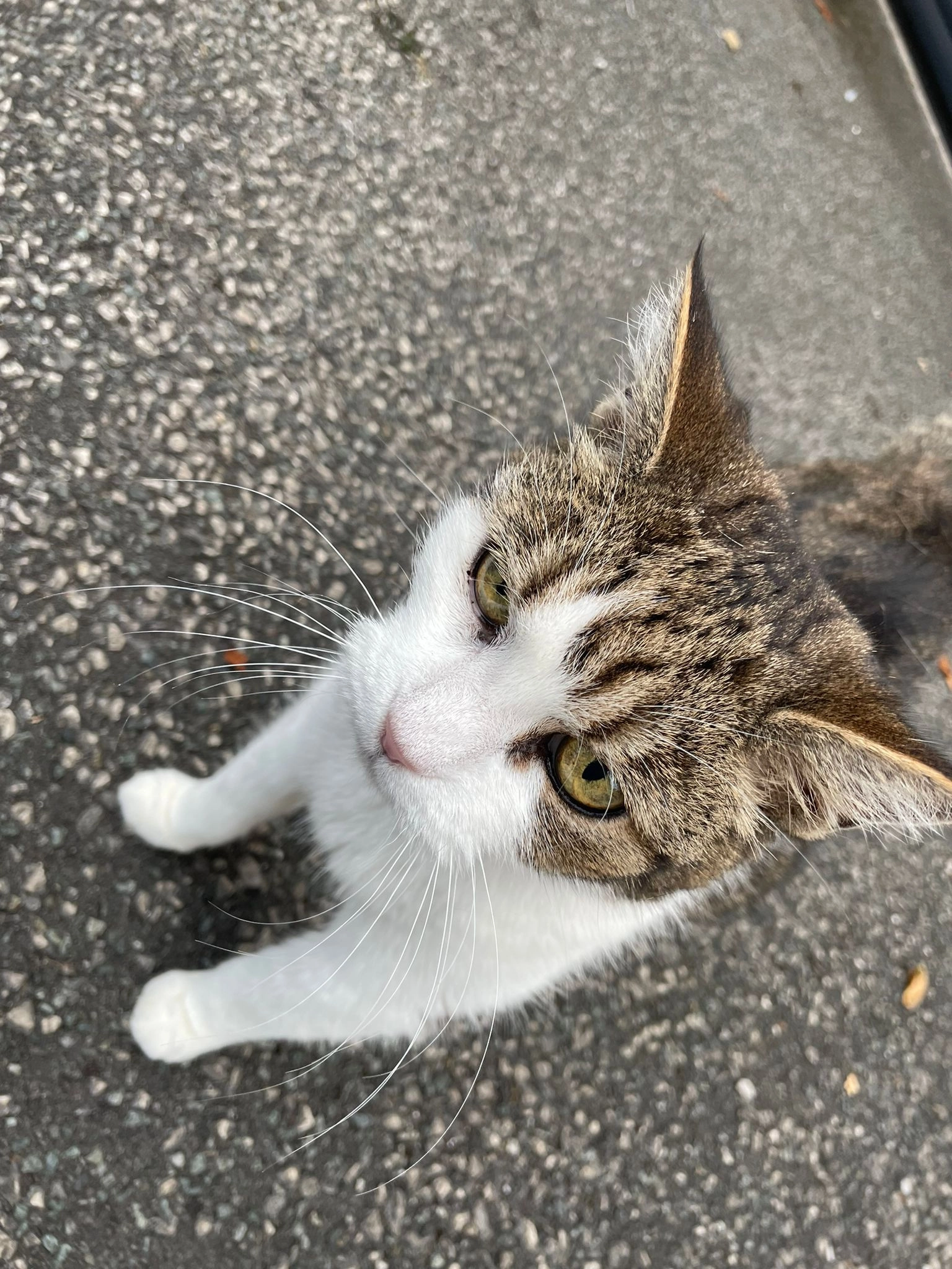 Lilli - Bleasdale Road, Crewe