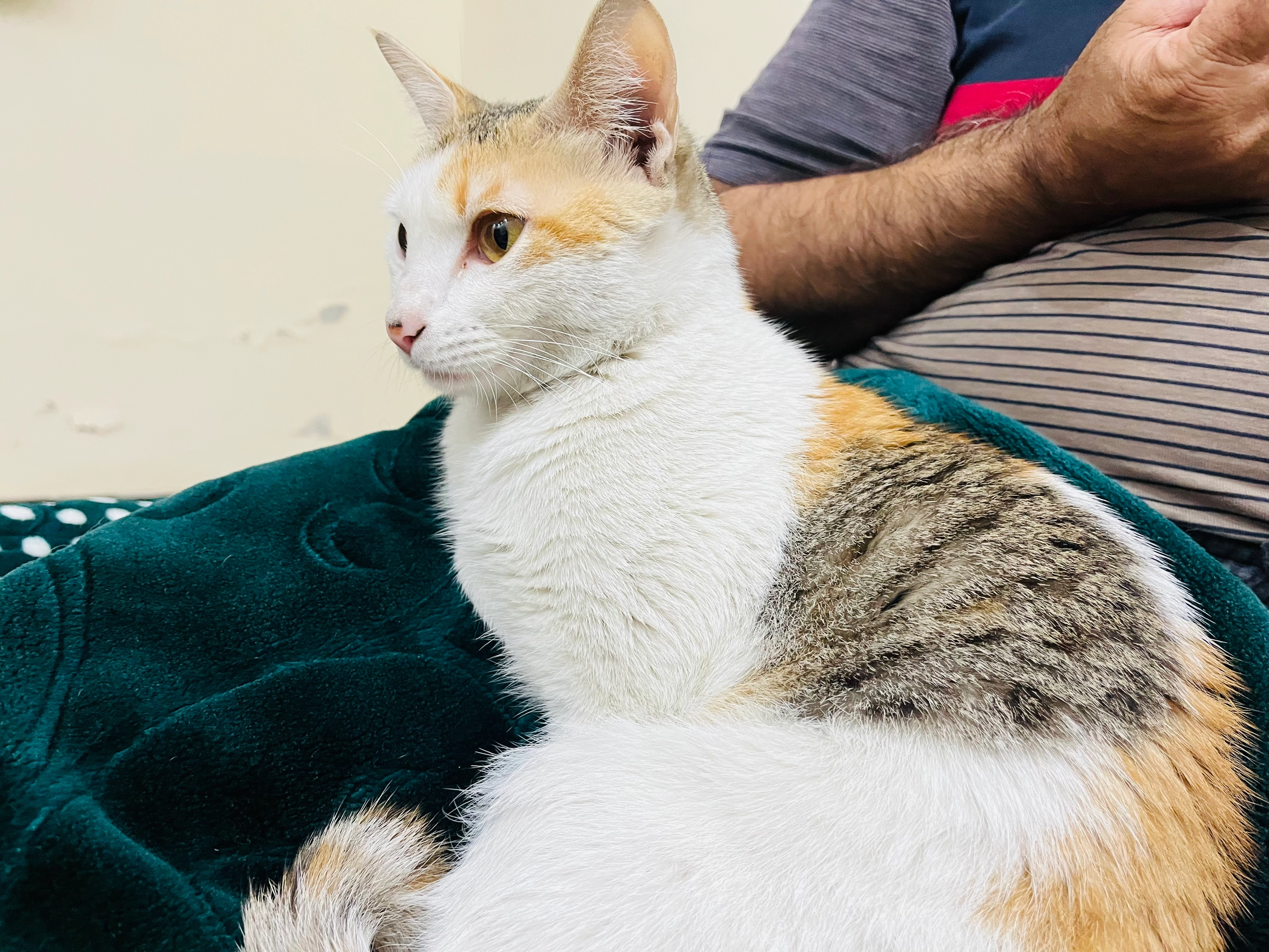 Simba - Sajid garden, Lahore pakistan