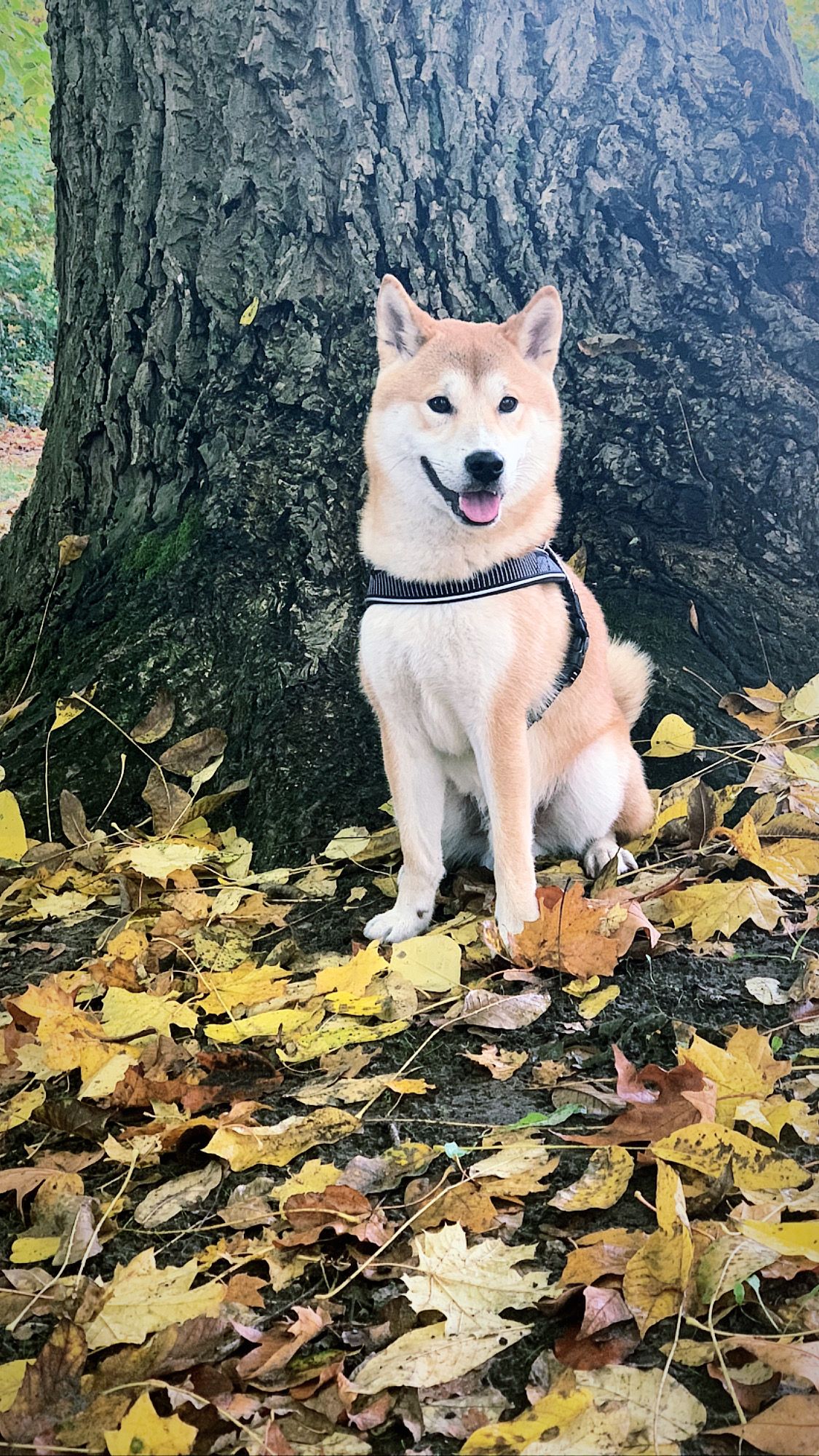 mowgli - Oudenaardestraat 28, Anzegem