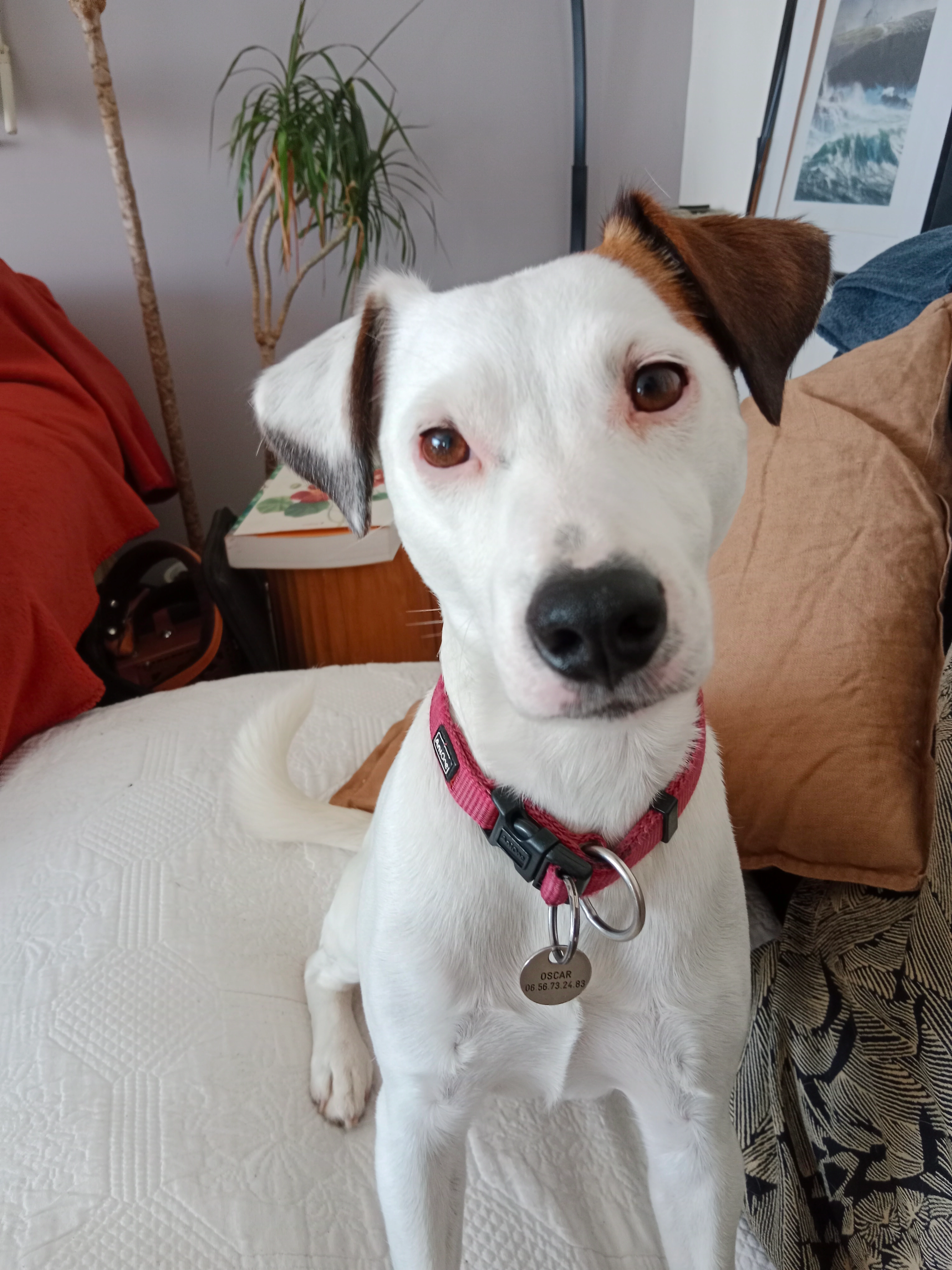 Oscar - Le Letty, Bénodet