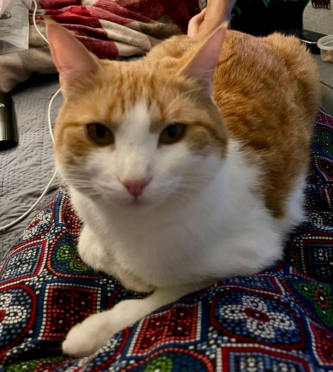 Sufi - Woodlark Close, Thetford