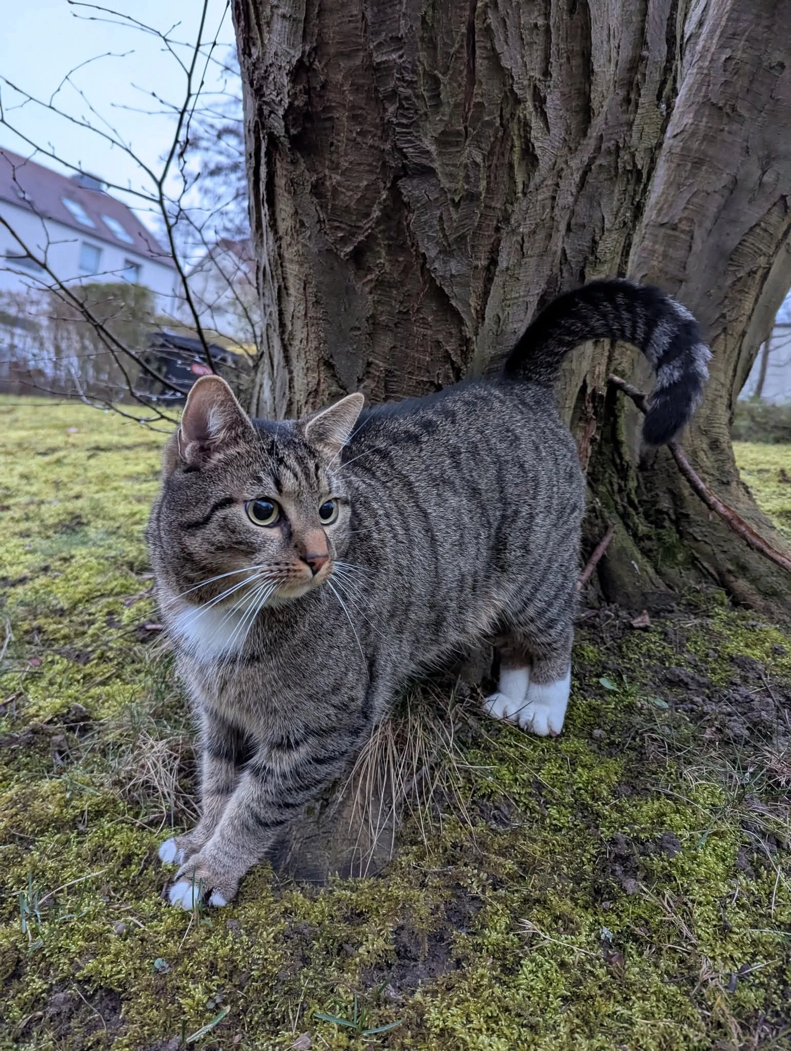 Ludwig  - Birkenstraße, Herford
