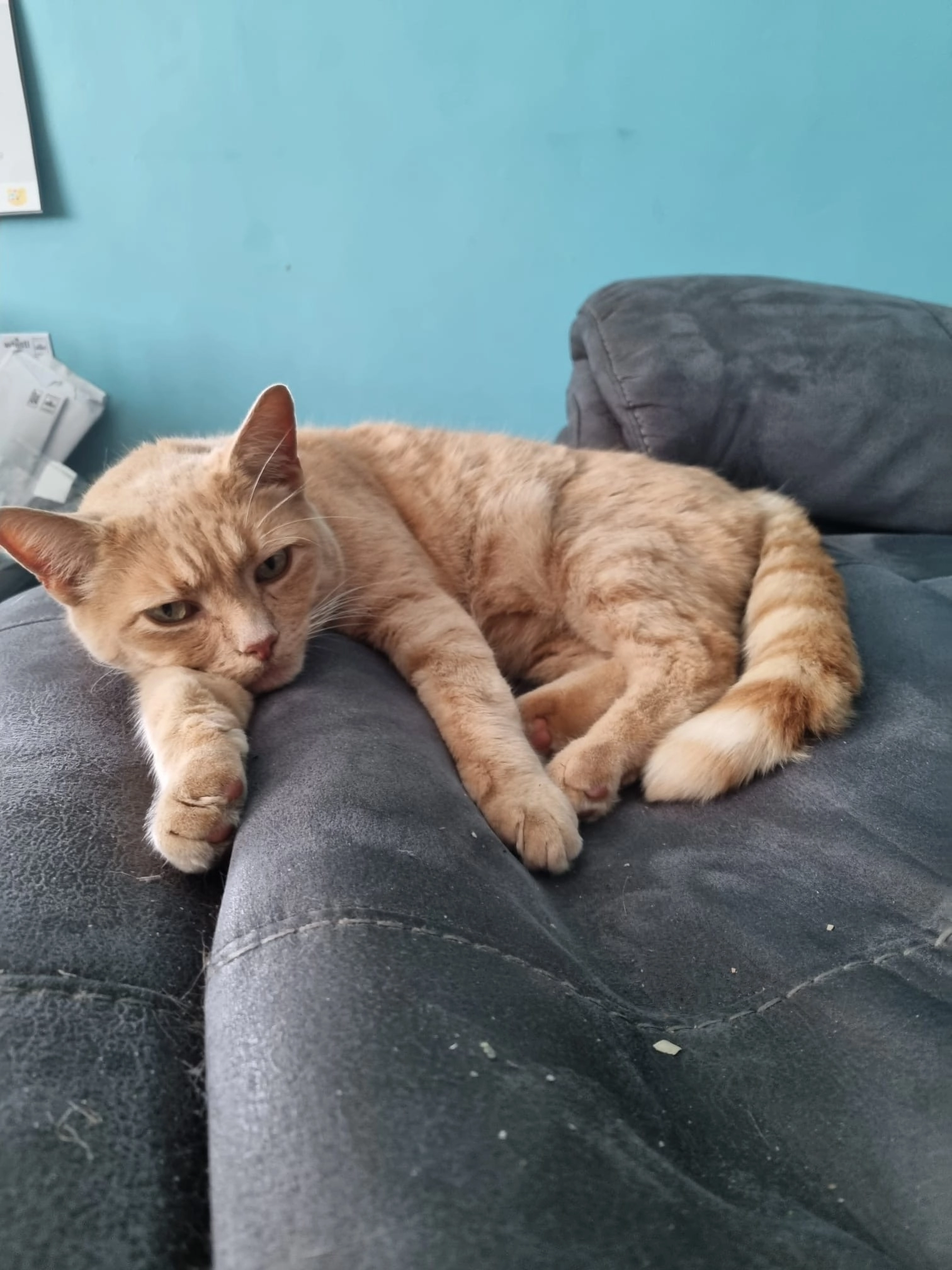 Ginny  - Shireoaks Road, Dronfield