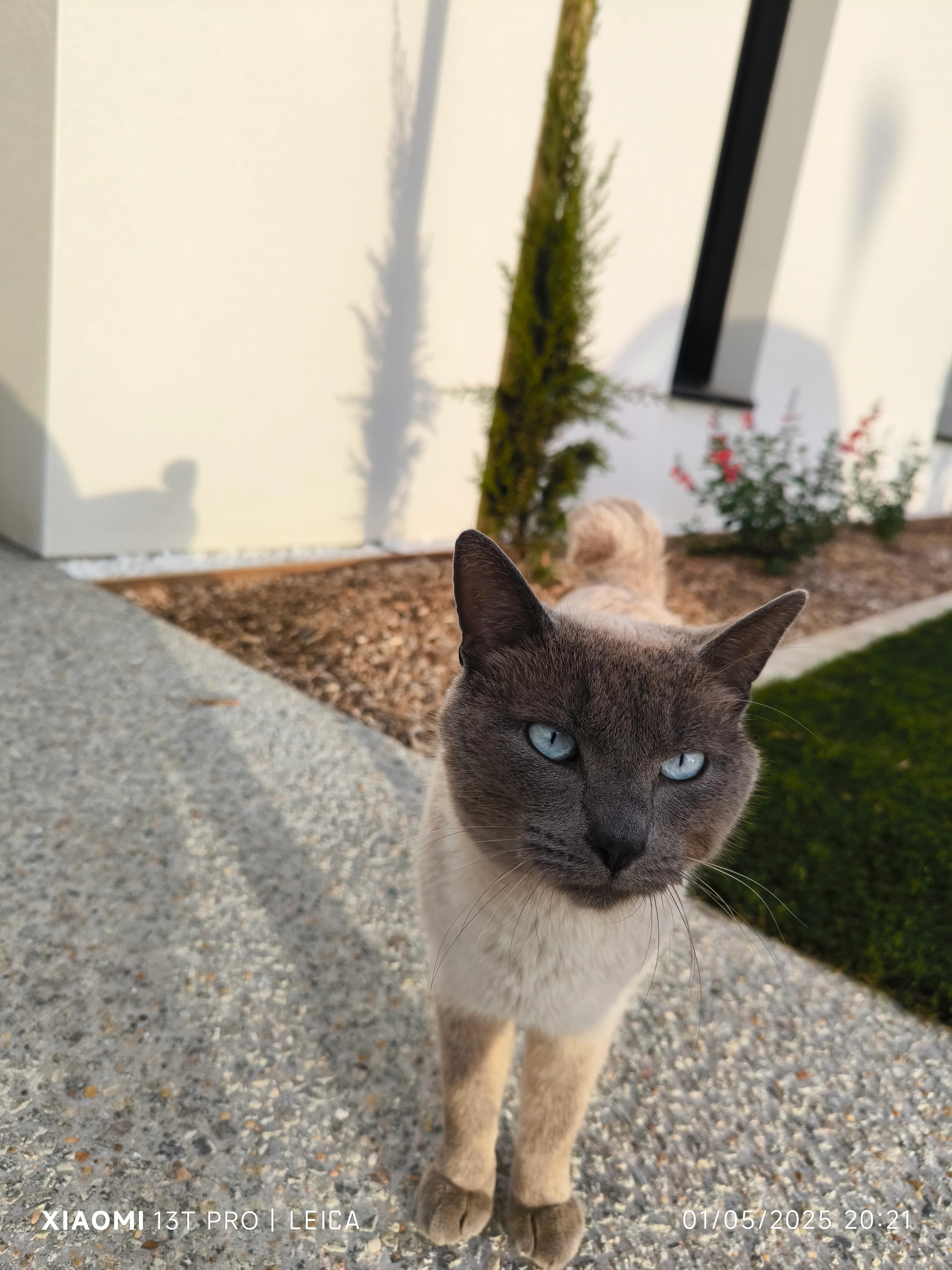 Ares - Chemin des Citronniers, Mesnard-la-Barotière