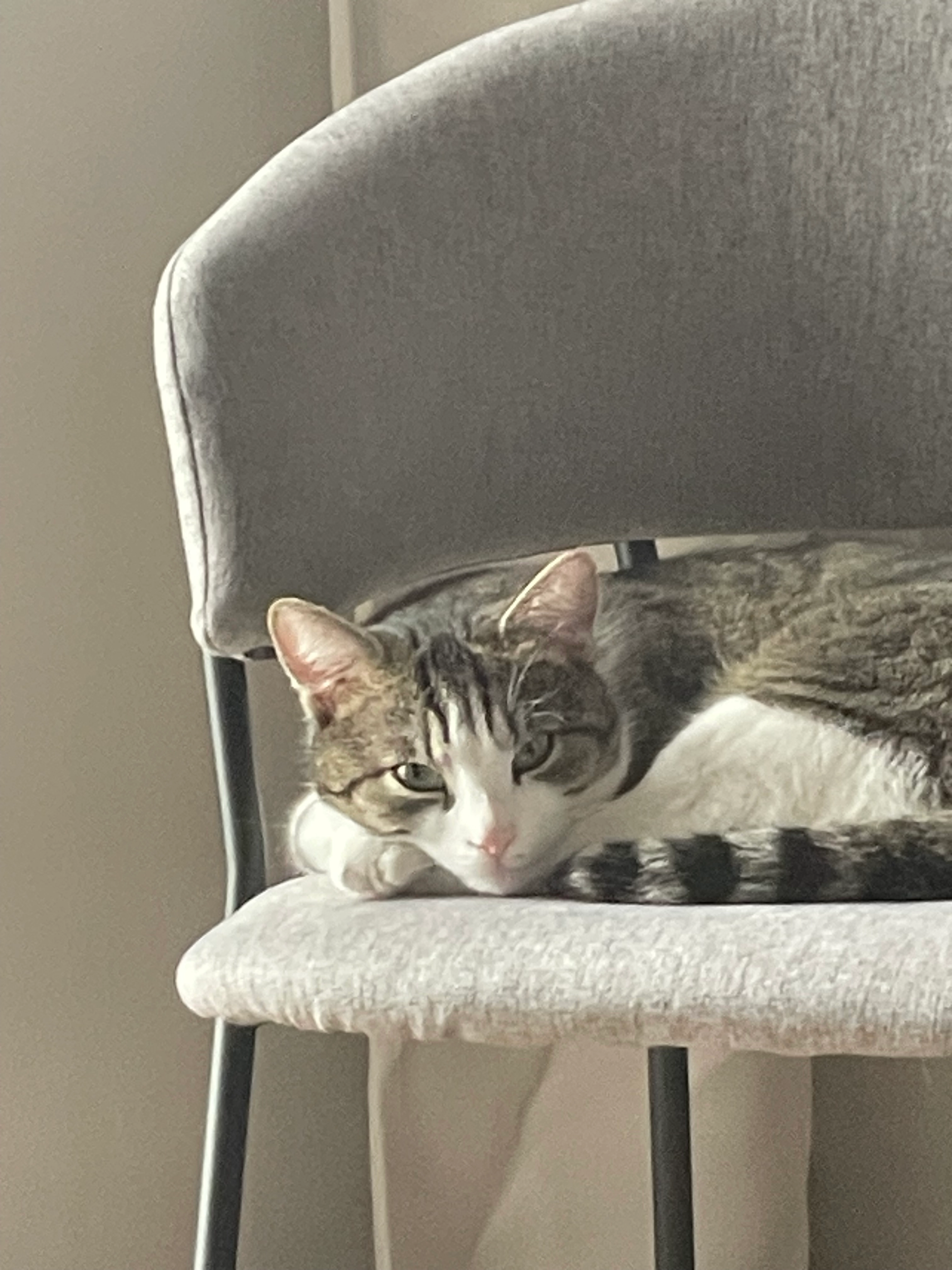 Mitzu - Pfalzgasse, Wien