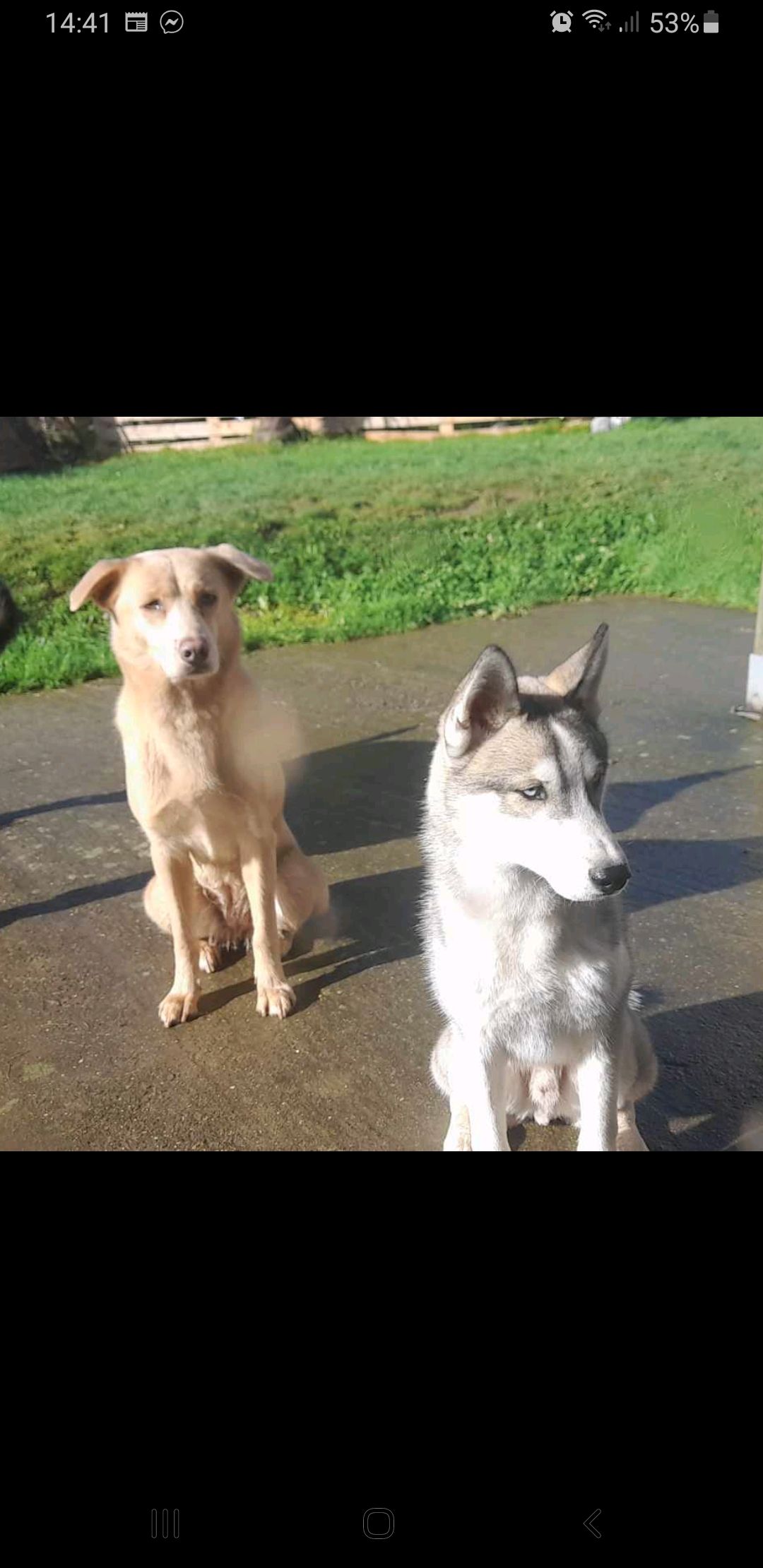 Uky et Mia - Les Peupliers, Trémeheuc