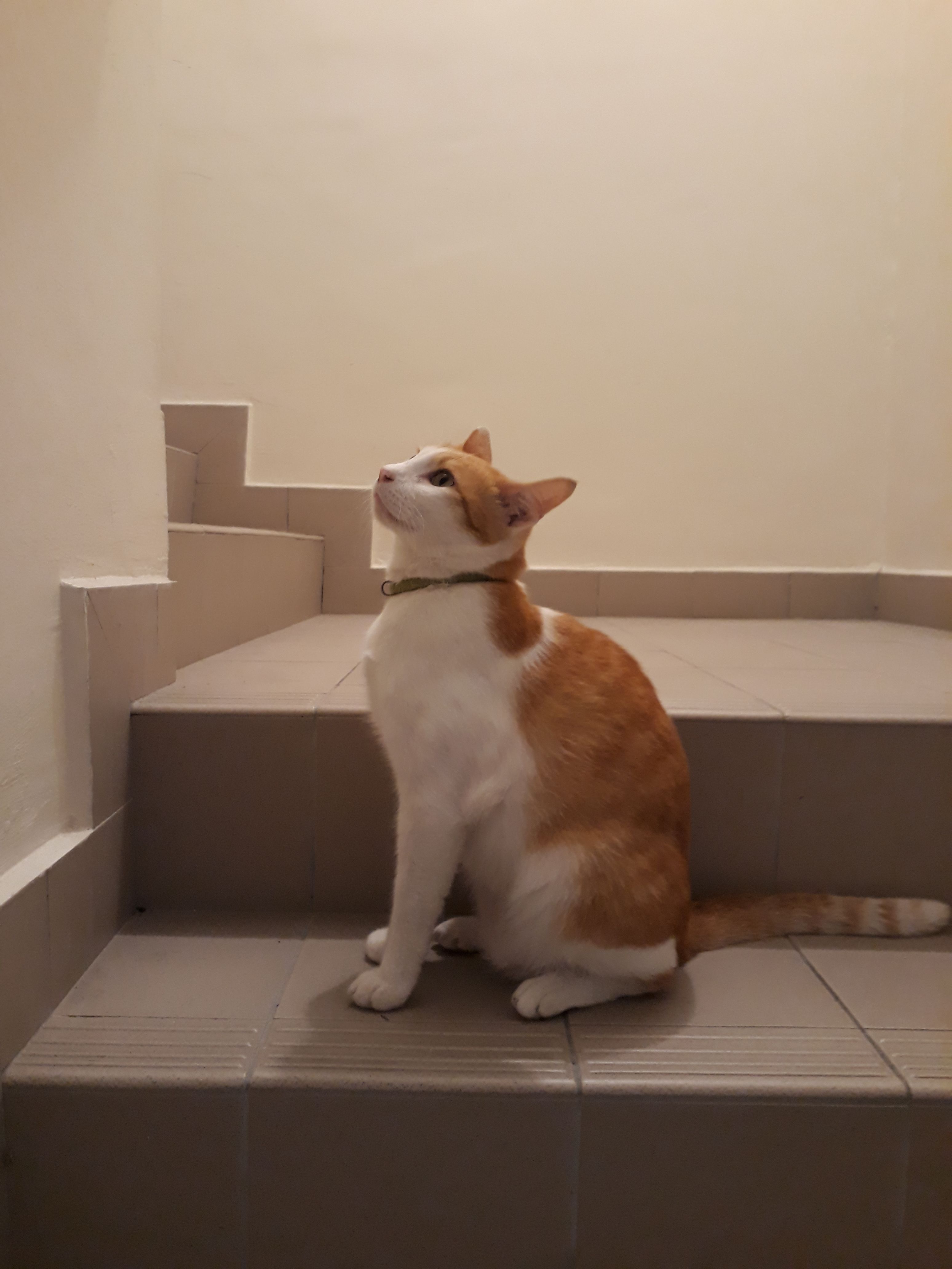 Simmons  - 81000, Kulai