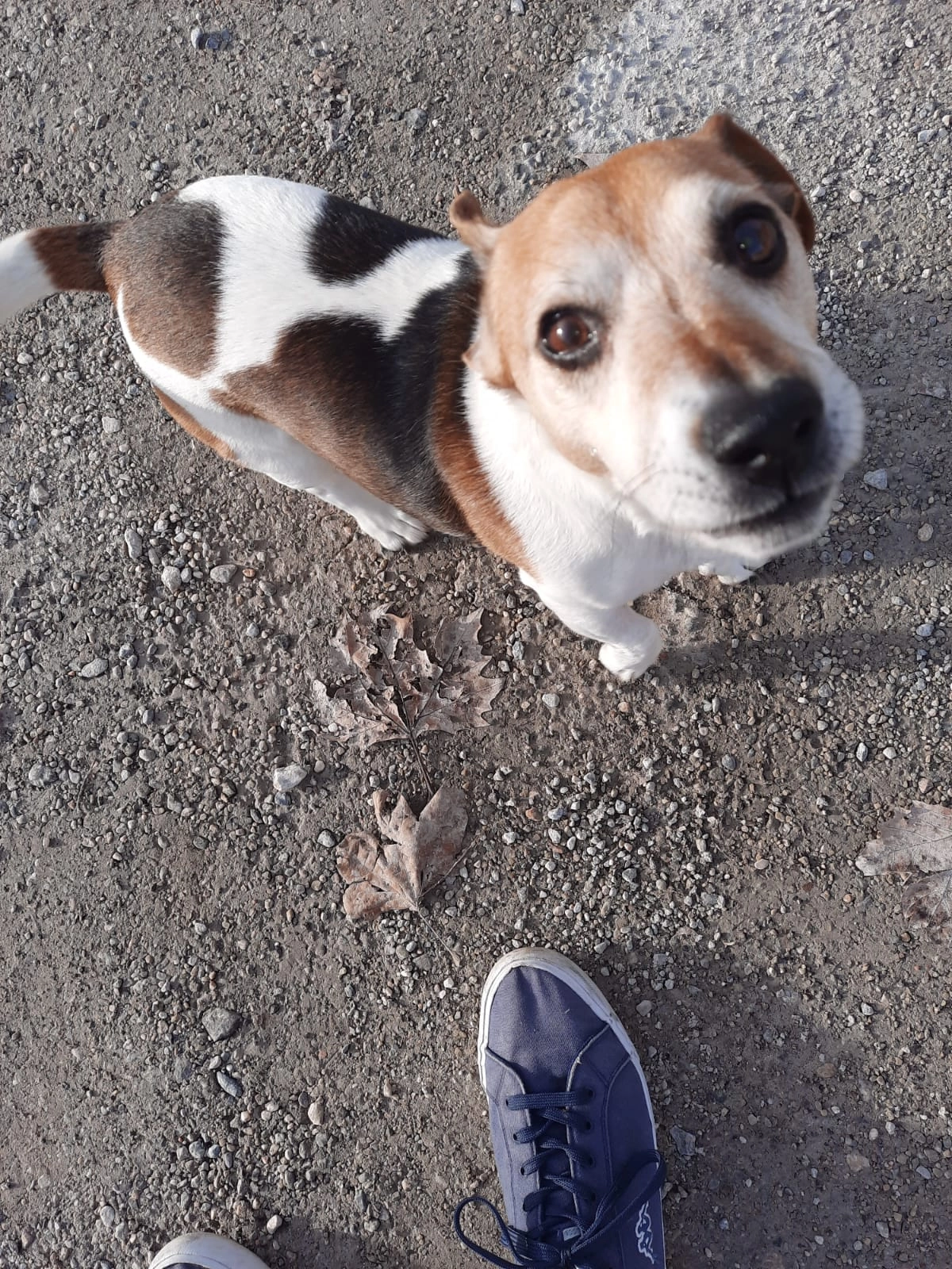 Calimero - Lotissement Les Hauts de Bagnols, Canet-en-Roussillon