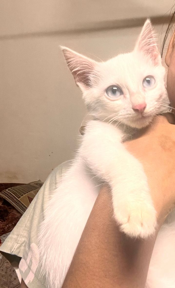 Adopted yesterday, no name - K R Puram Main Road, Avarampalayam