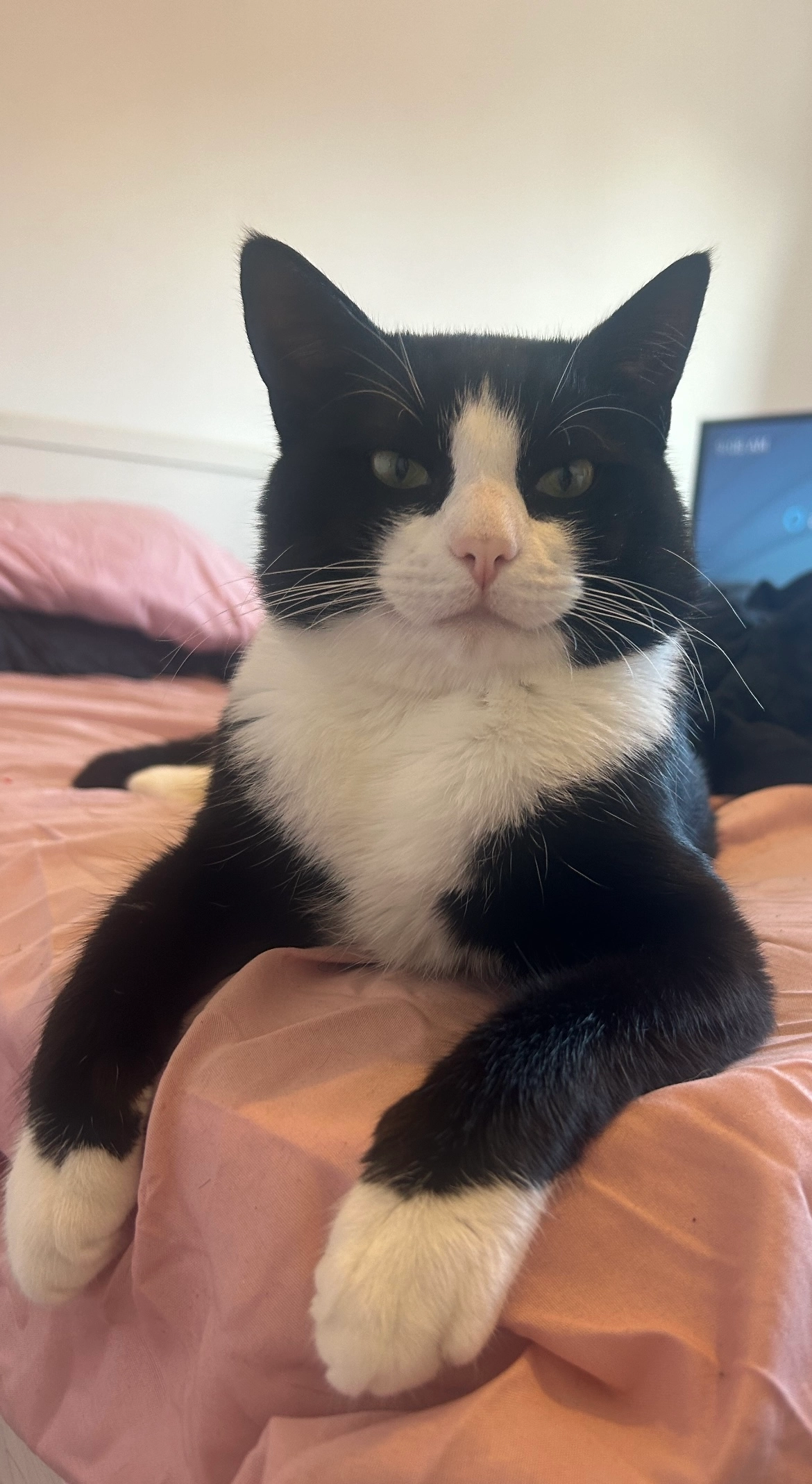 Sparky - 13 Heaton Avenue, Stockport