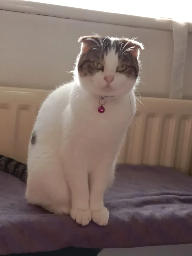 Muffin - Bearwood Road, Smethwick