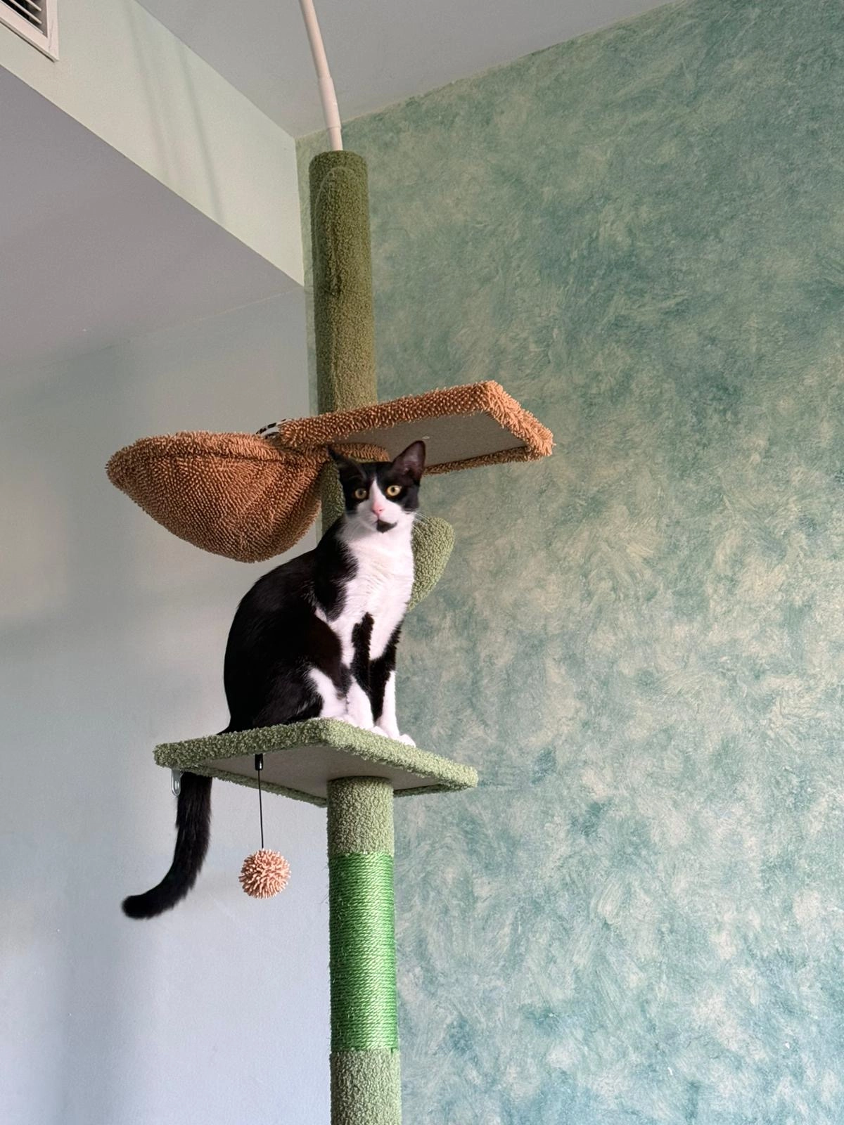 Boots - Urbanización Coto Real Duquesa, Manilva