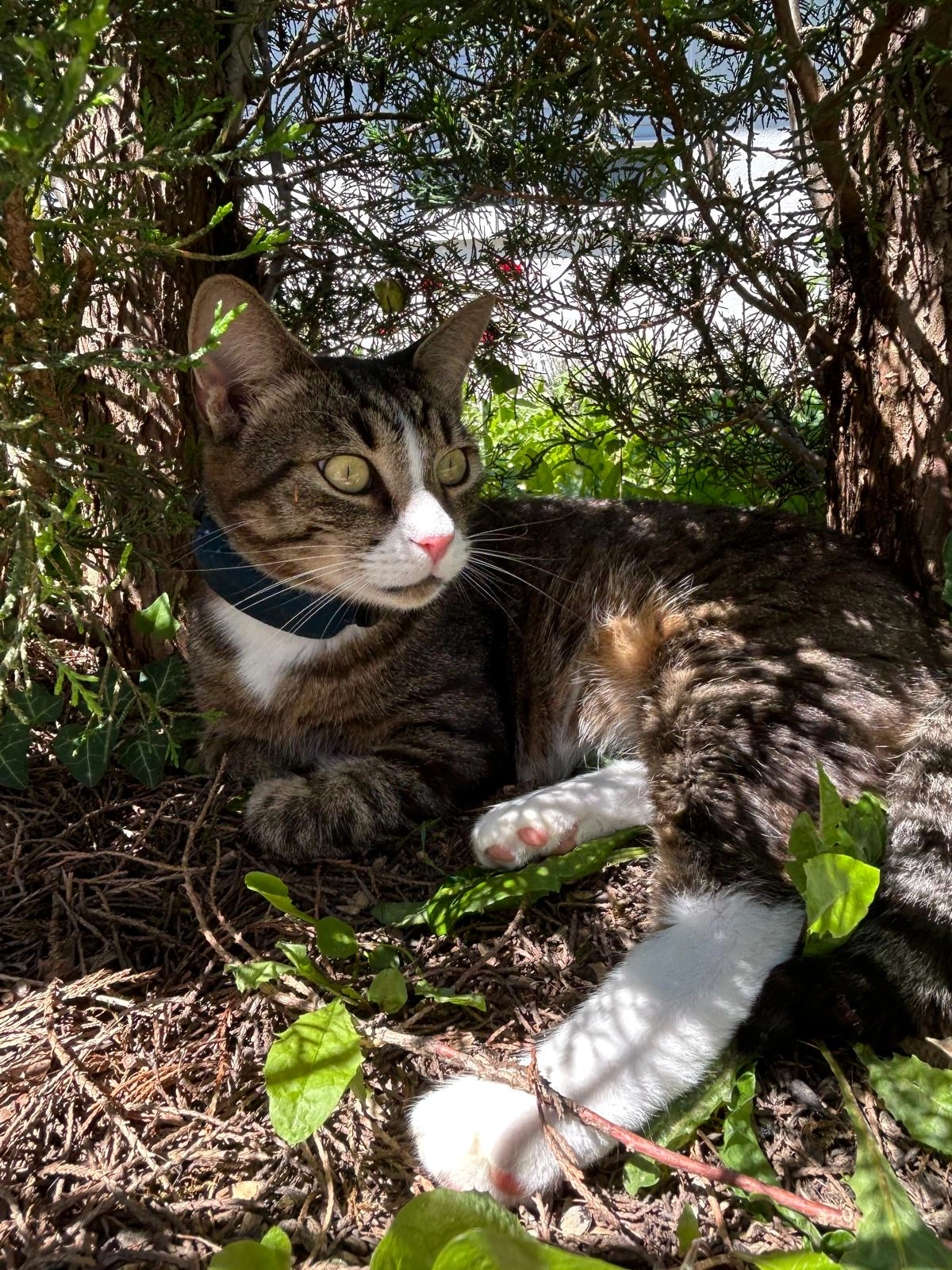 Tigrut - Im Überrück, Abstatt