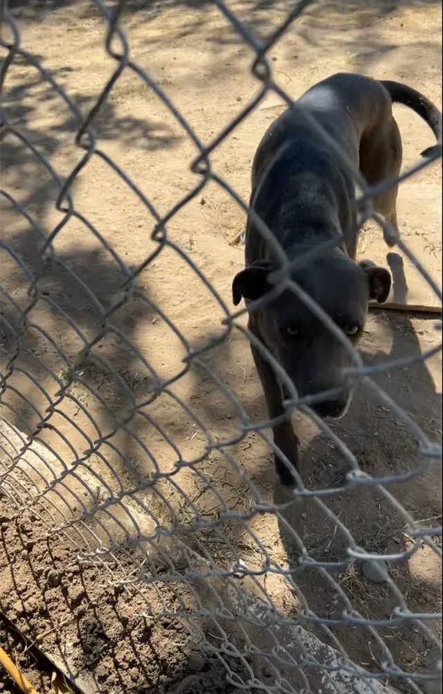Scout - West Sierra Avenue, Clovis