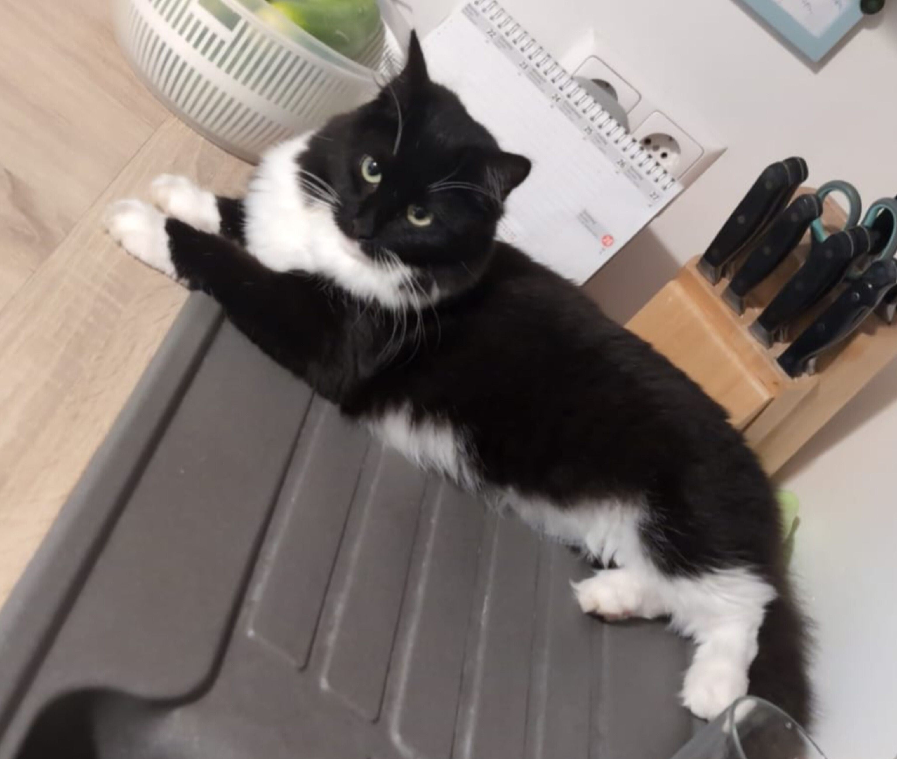 Kitty - Mitterhoferweg ,EKZ, Leibnitz