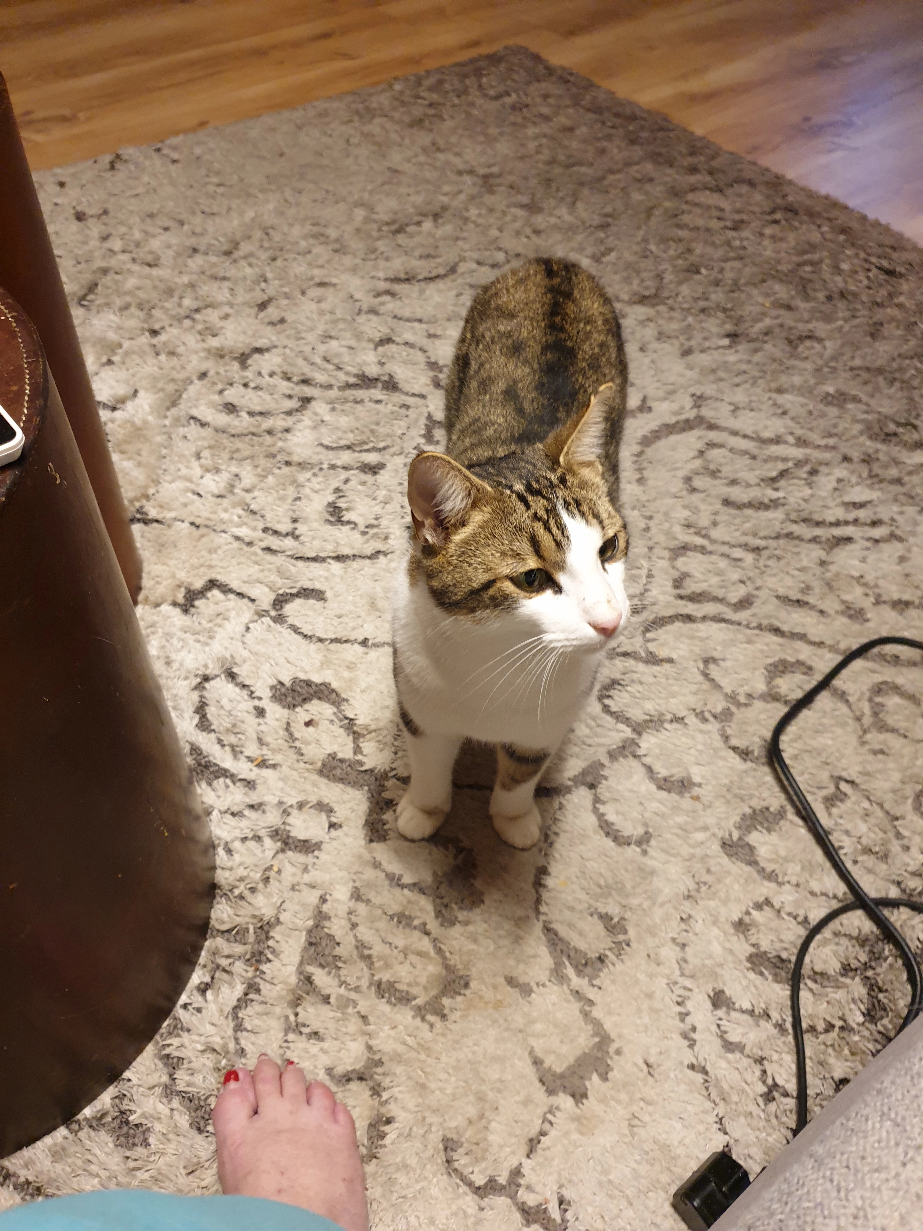 Miro - Süderenlinde, Oberlangenegg