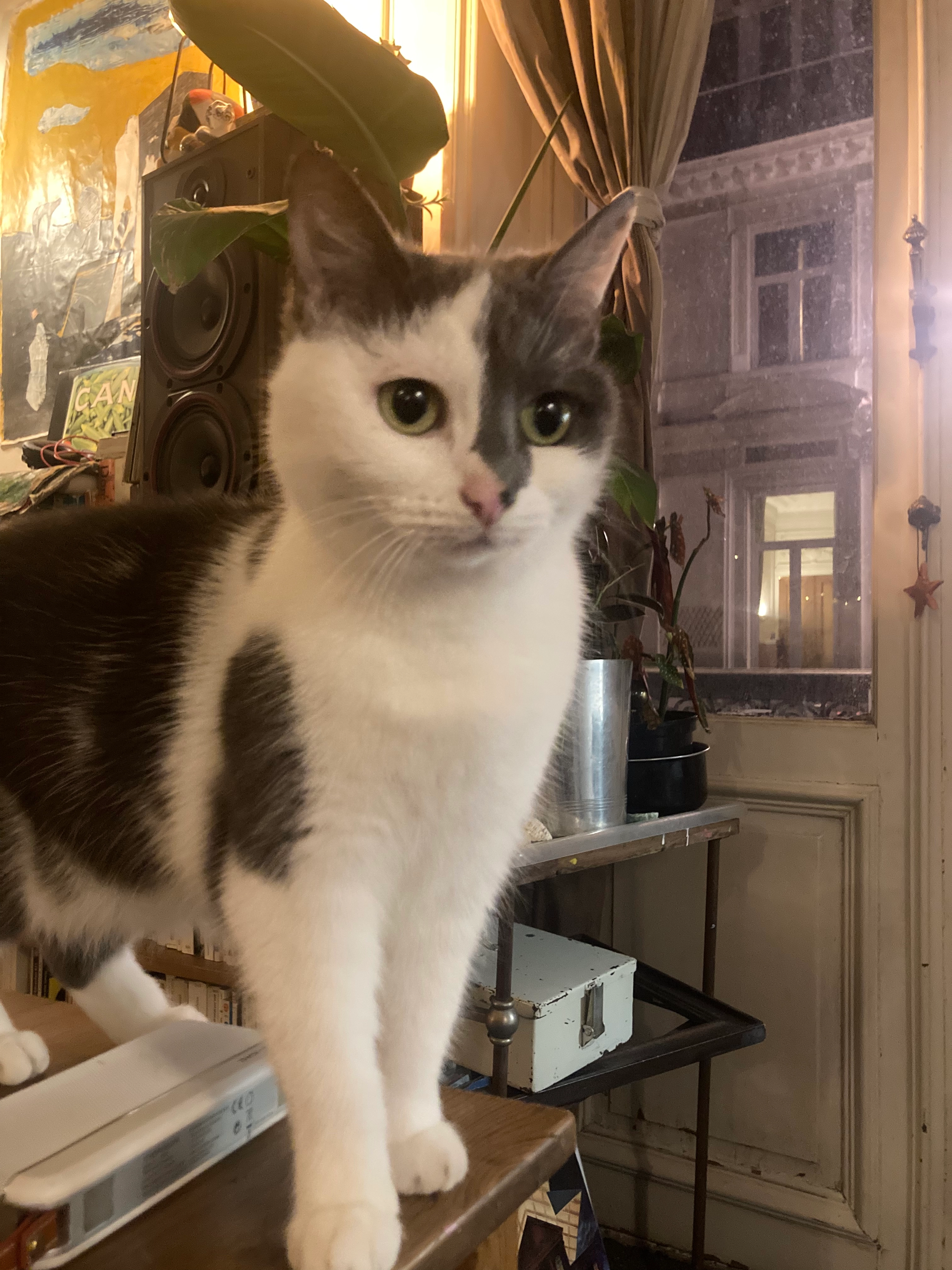 Parker - Impasse Louis Bergerot, Saze