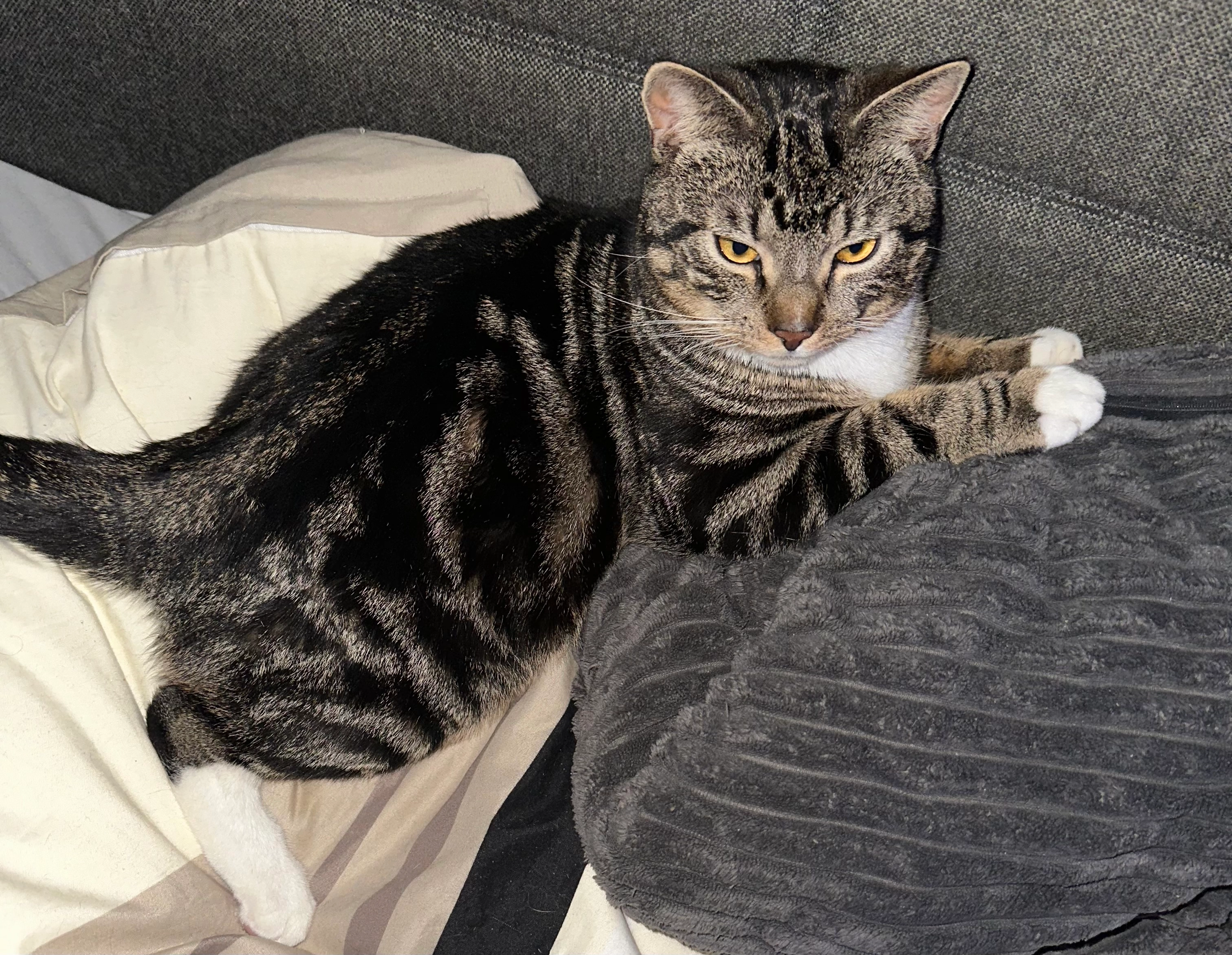 Romeo - Krokusstraße, Berlin