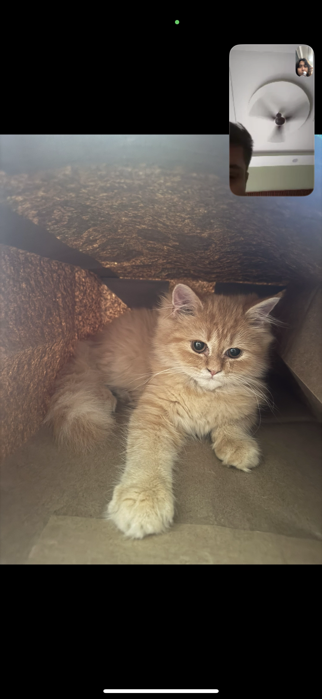 Mufasa - Master Plan Road, New Delhi