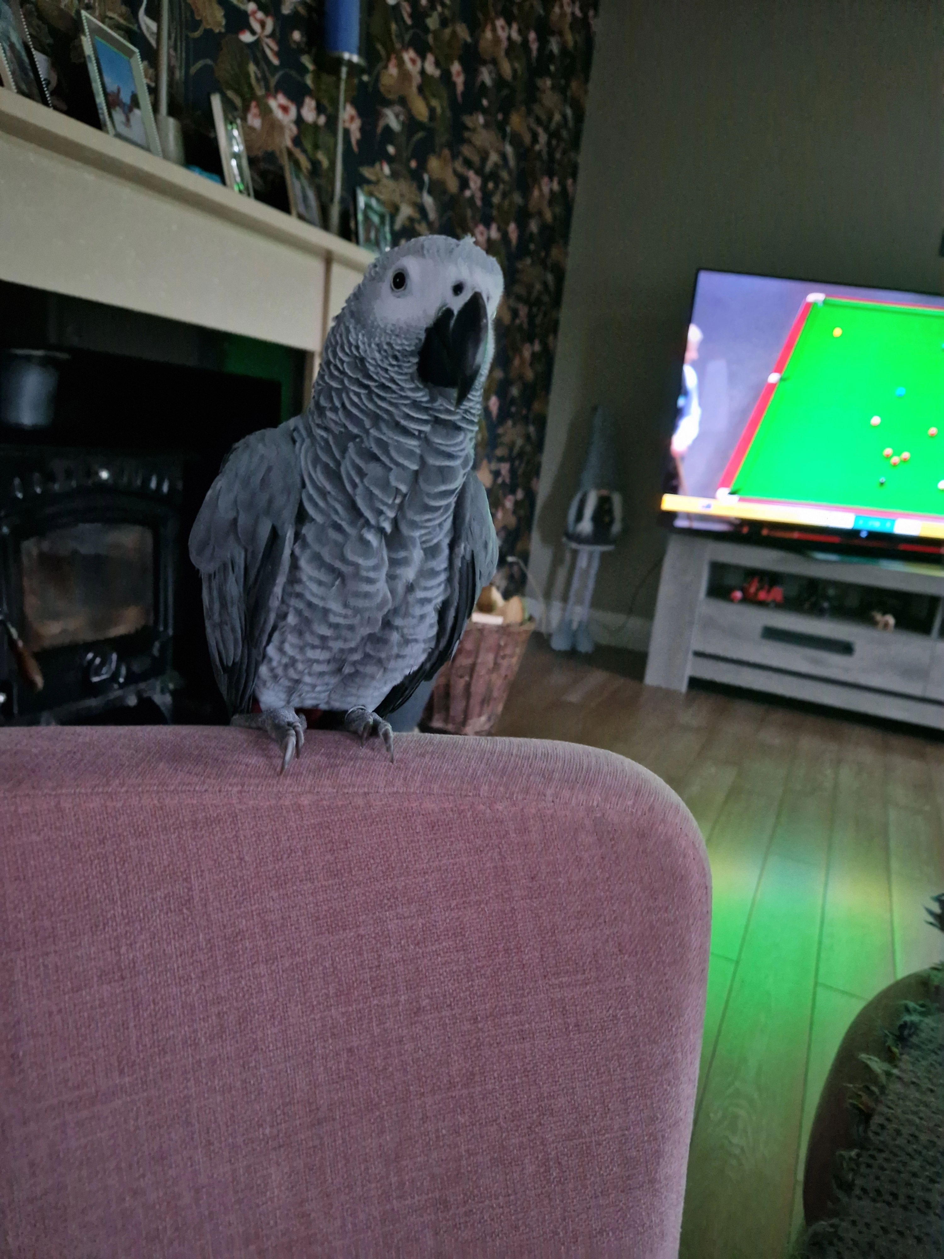 Gulcio - Nethertown Lane, Lady's Island