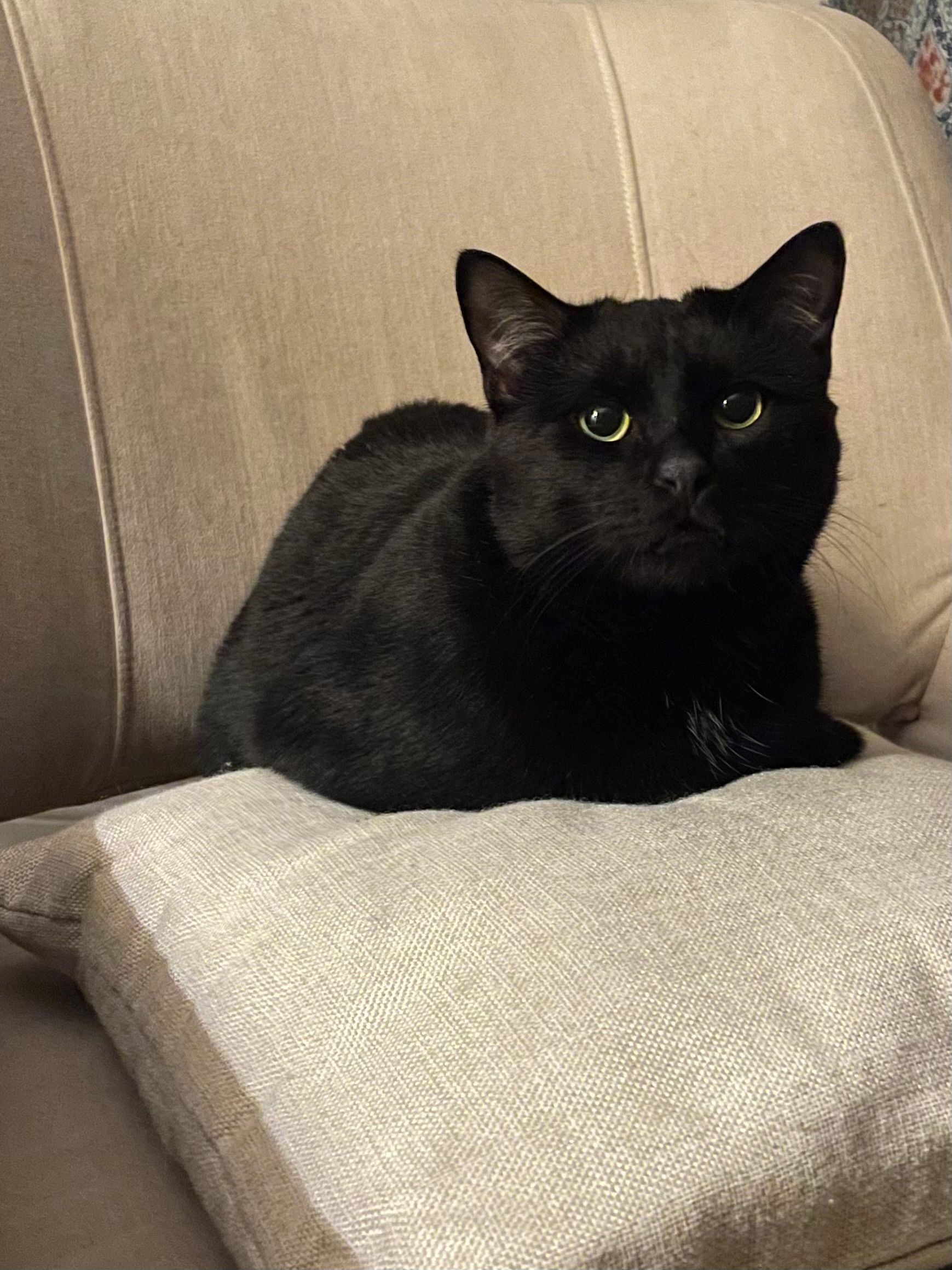 Garsch - Via Arena, Milan