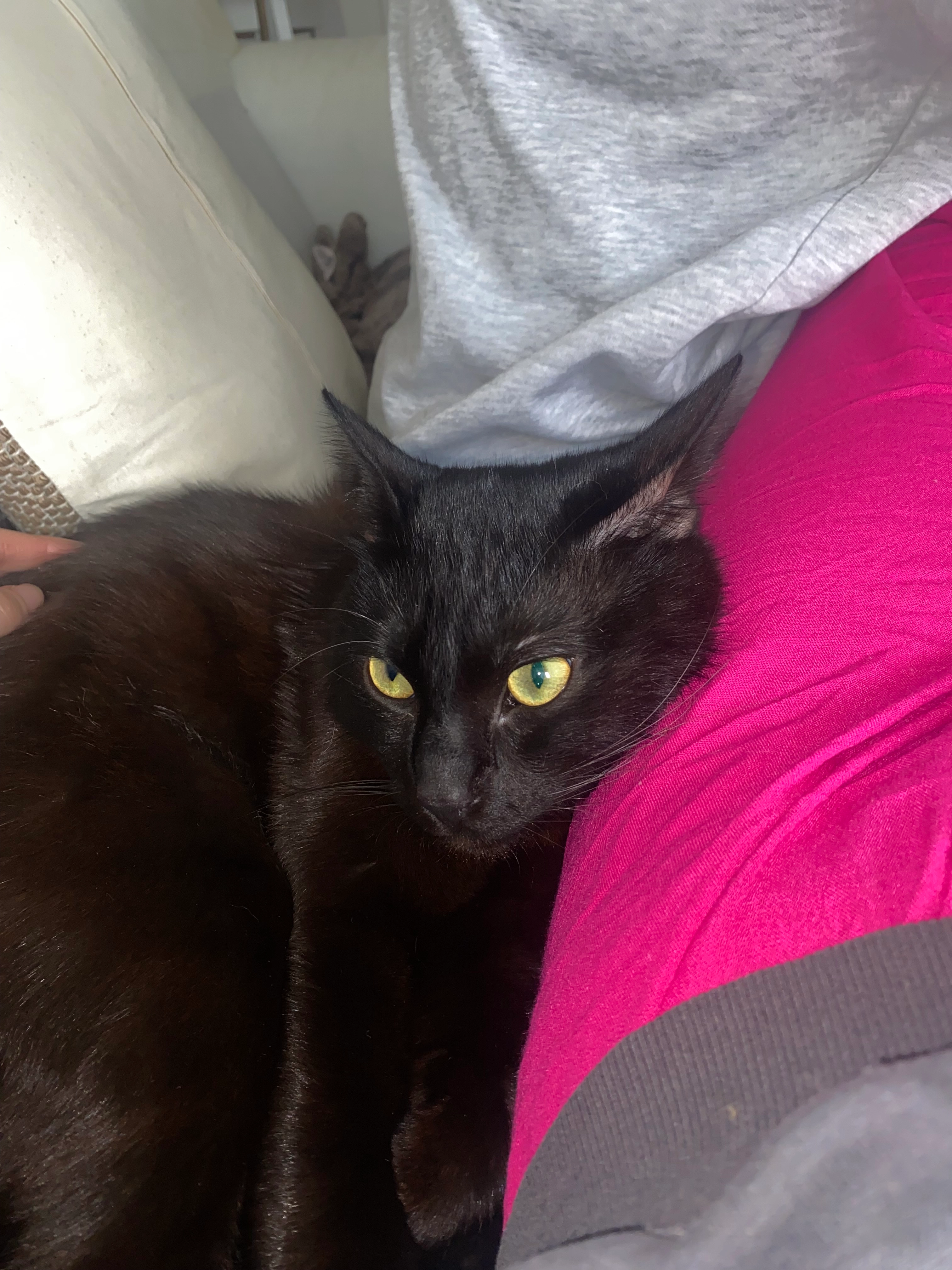 Loki - Rue Posteau, Arras