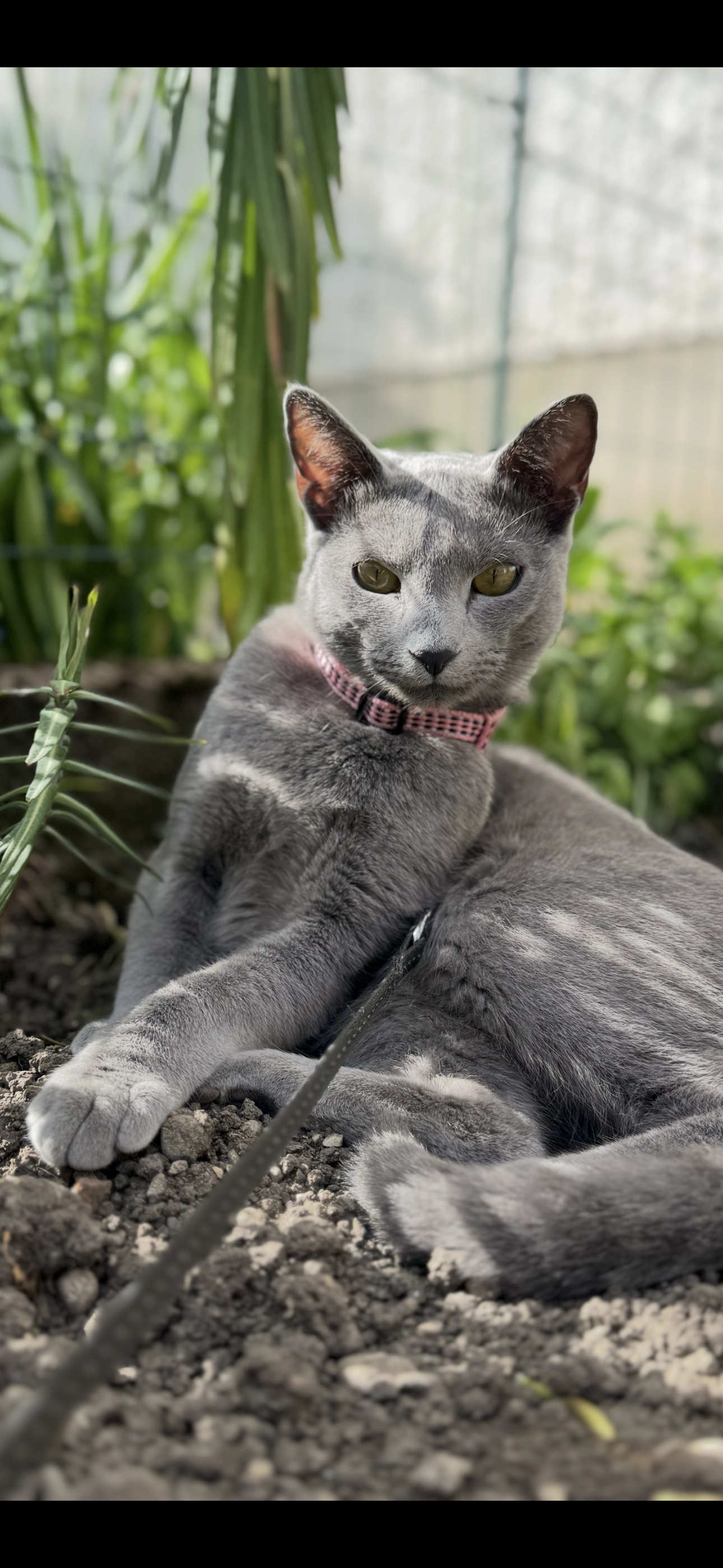 Maia - Aich, Altdorf