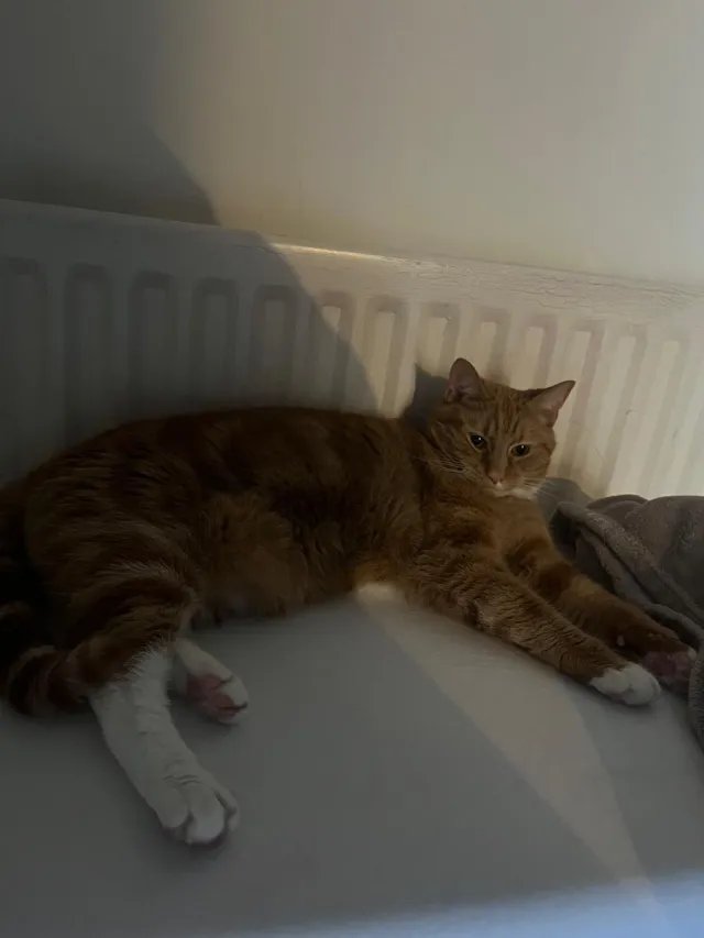 Simba - Coppermill Road, Staines-upon-Thames