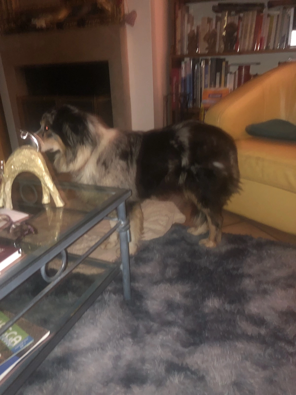 Cheyenne - Chemin Du Morillon, Brindas