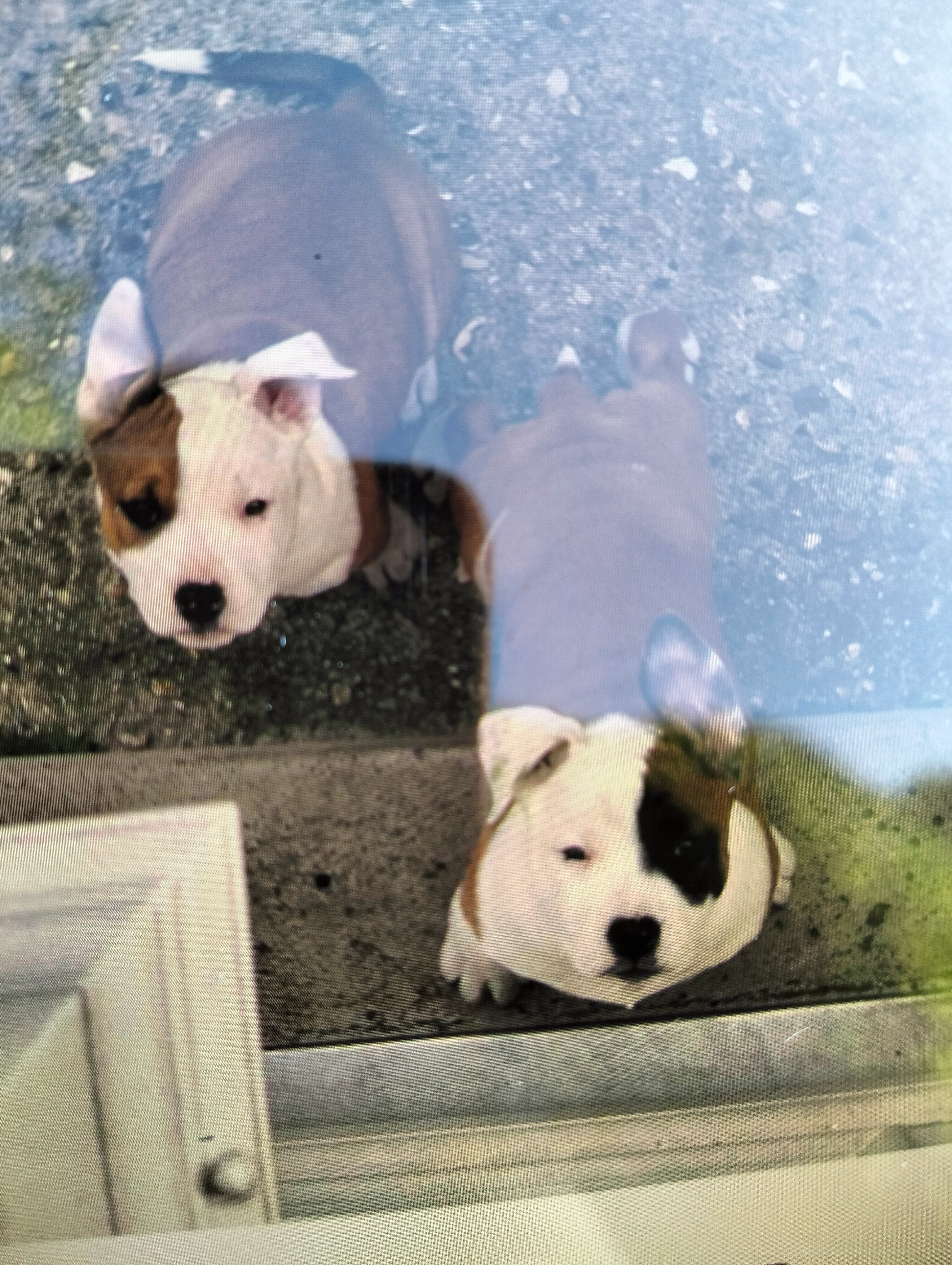 Zaza et tina - Chemin Des Petits Chênes, Montesson