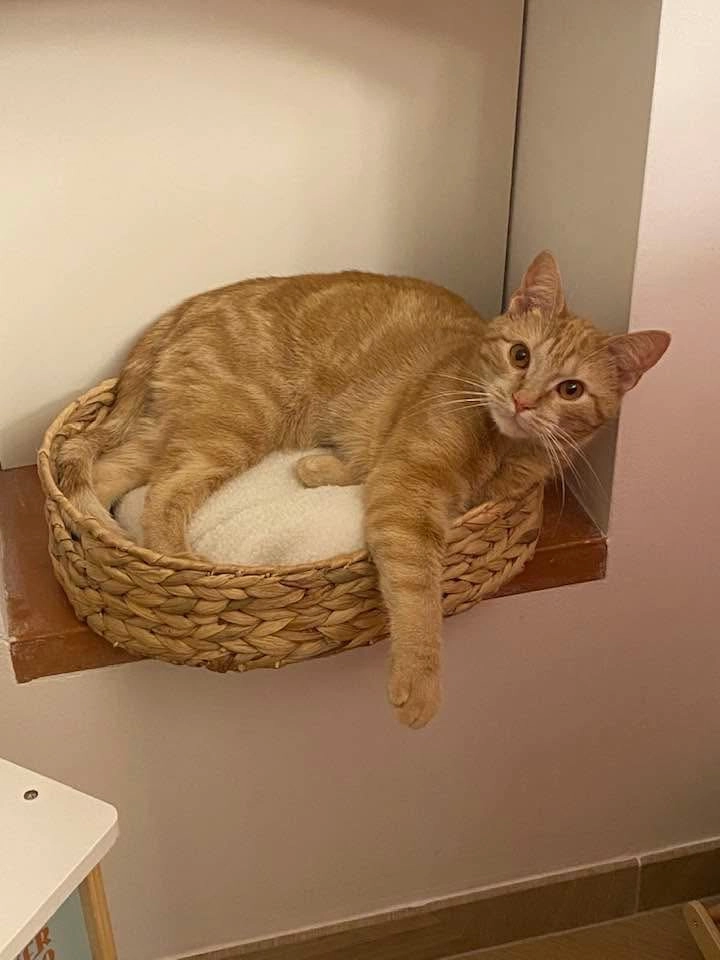 Fleetwood - 15 Rue d'Espagne, Pechbonnieu