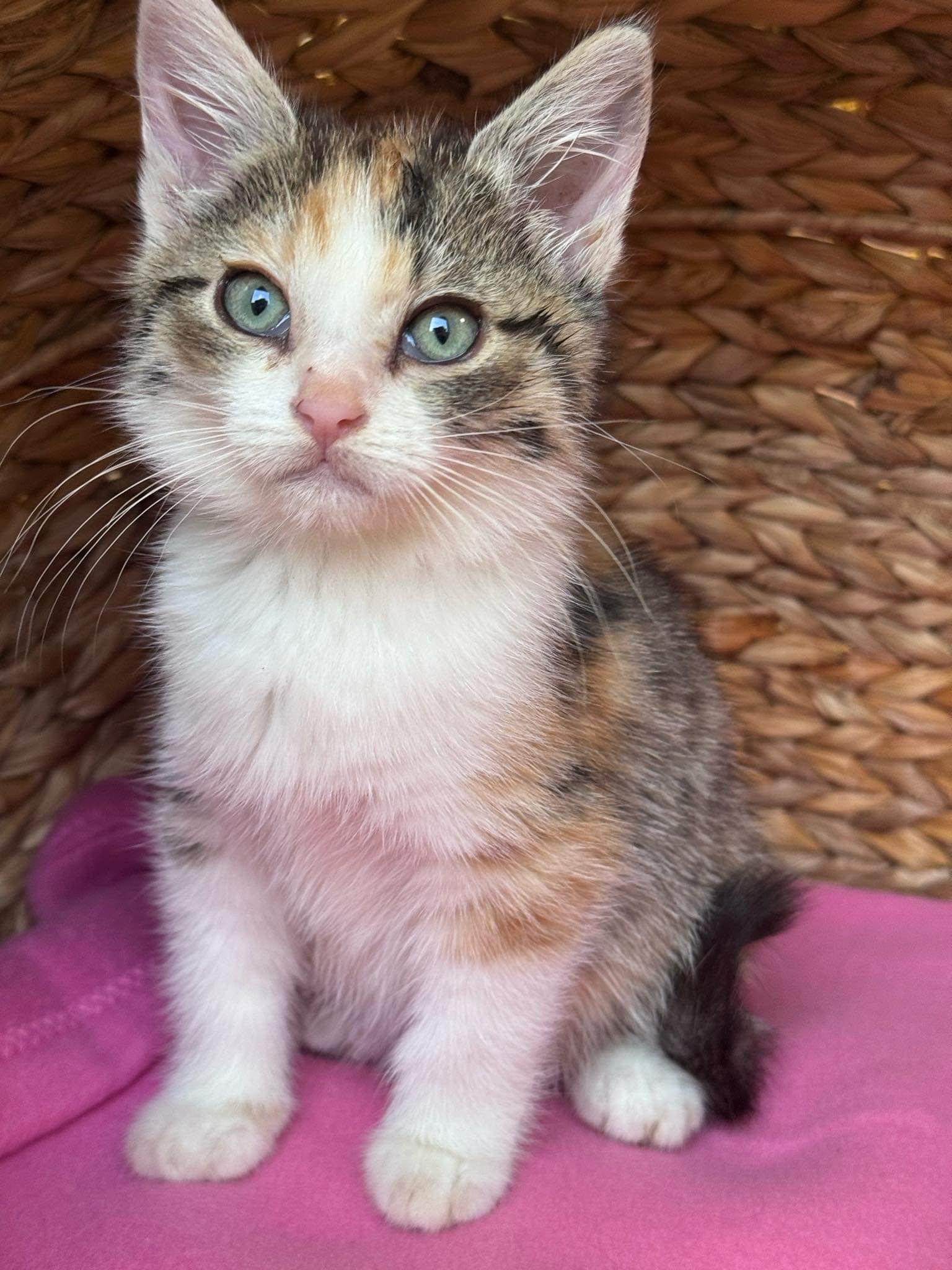 Lady - 37 Rue du Sénateur Jacques Gautron, Sours