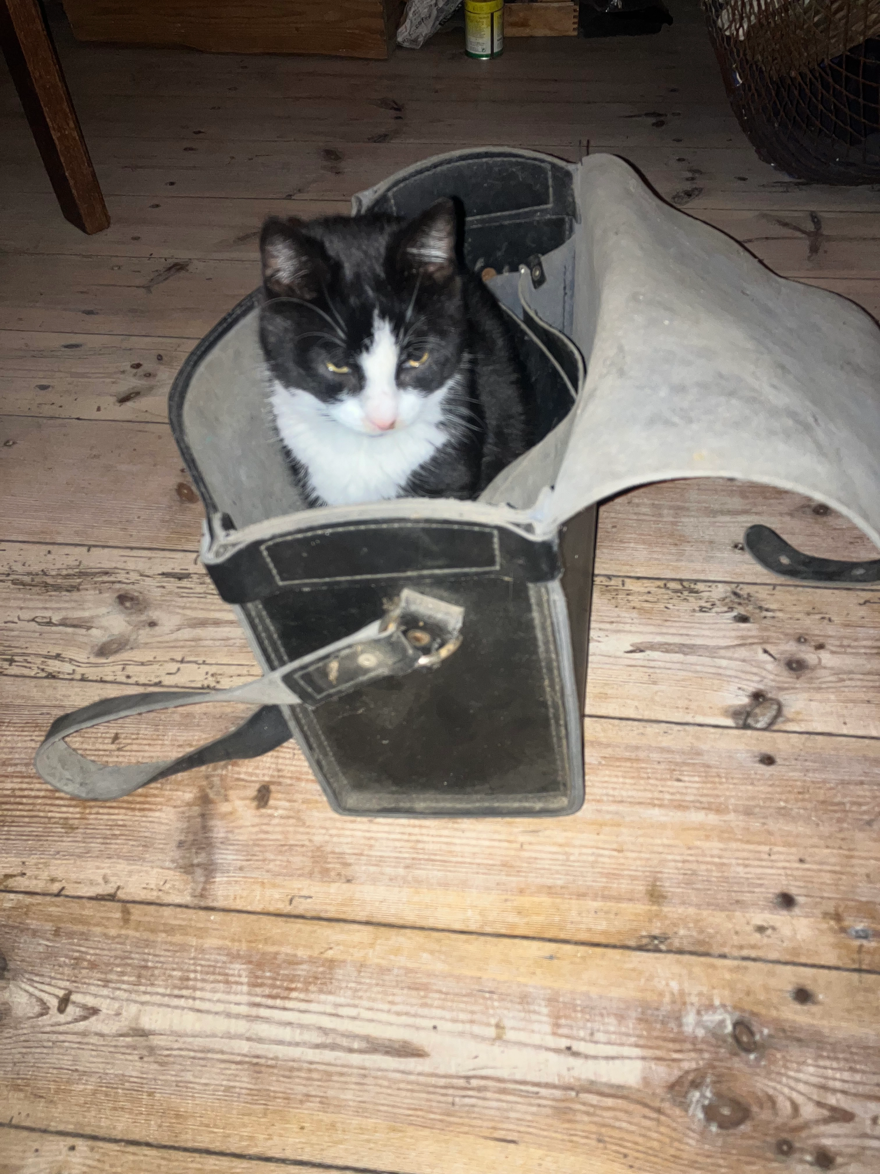 Jackie  - An der Krebsmühle, Thiendorf